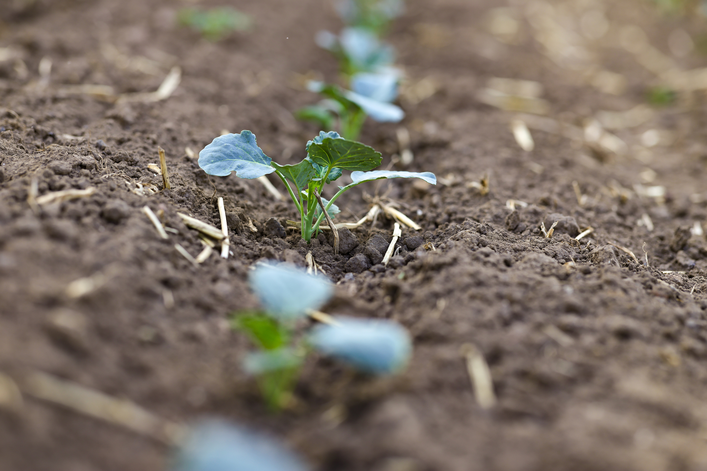 Crops growing on Langrick Farm
