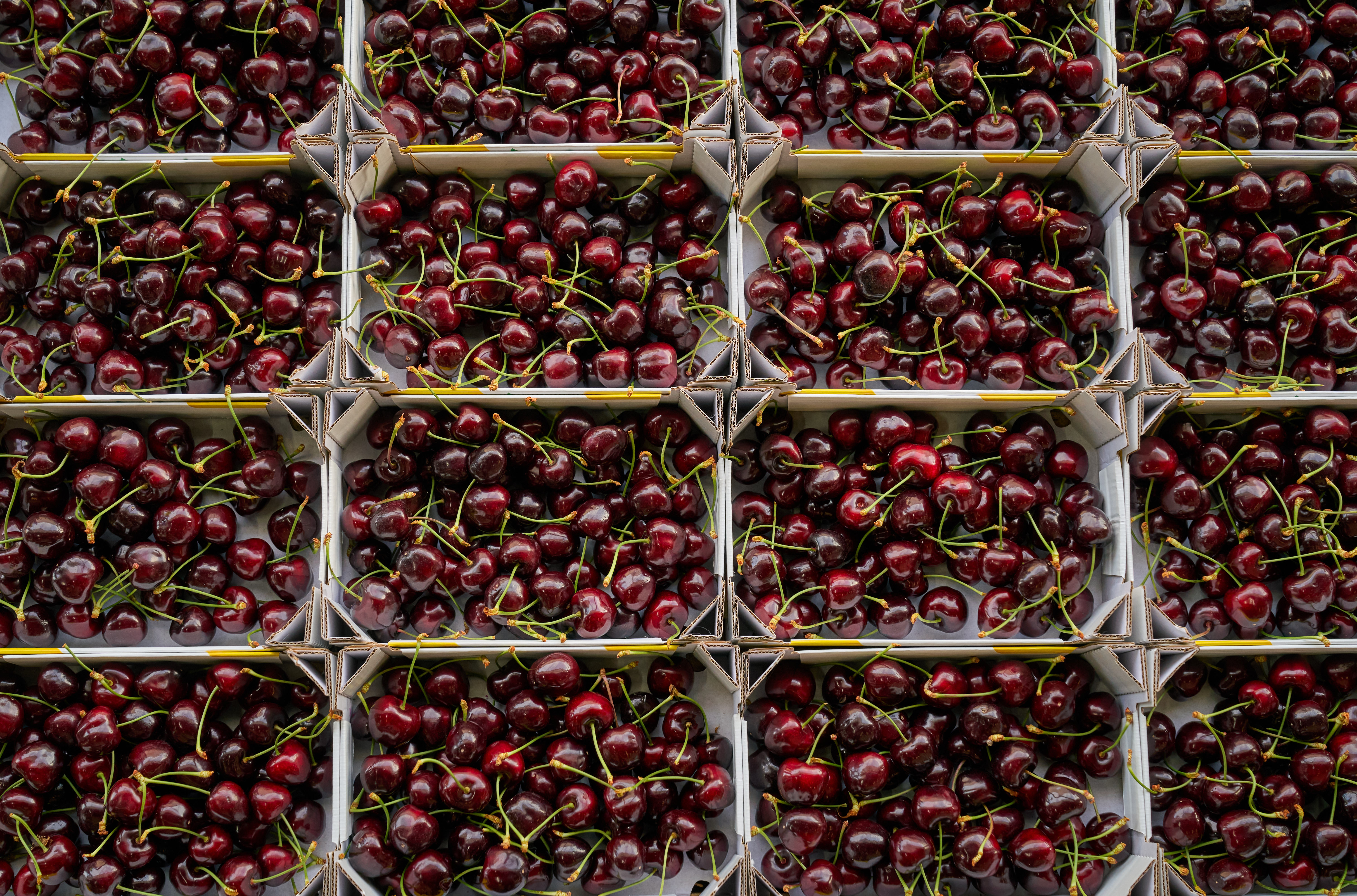 Cherries harvested at  Tesco supplier Place UK in Tunstead, Norfolk (Place UK/ PA)