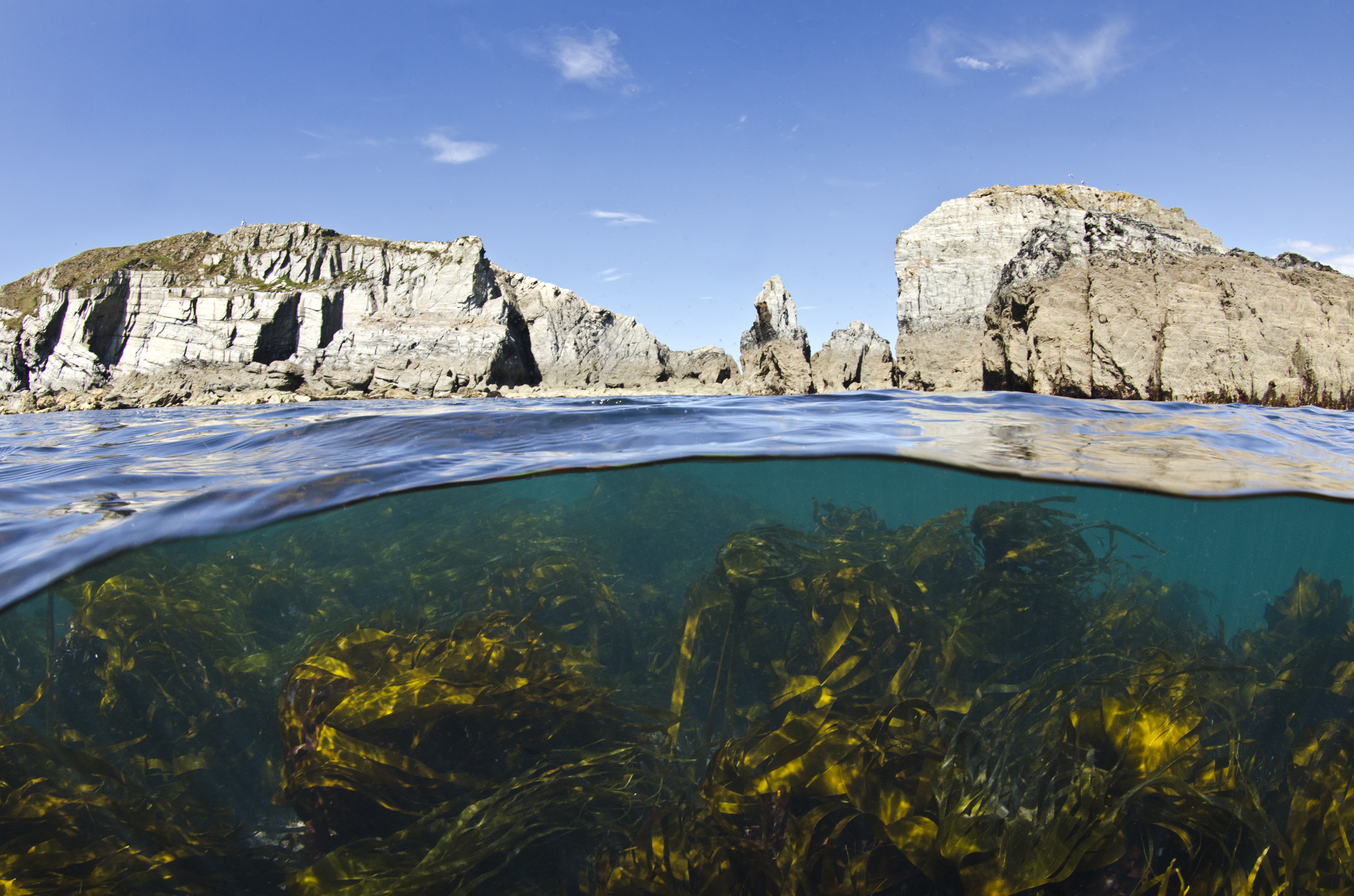 Image showing underwater kelp beds and above water cliffs of Lundy Island