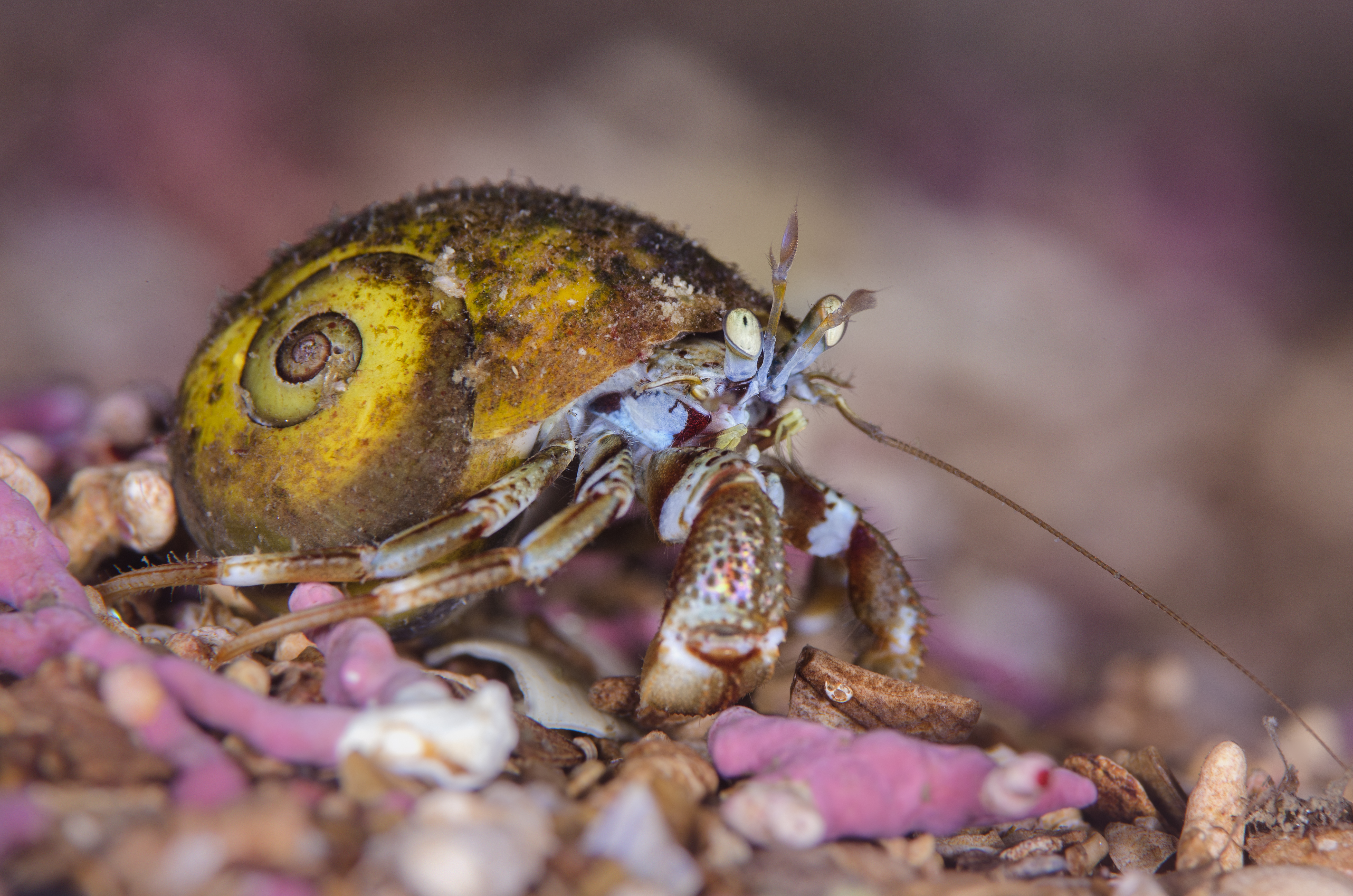 A portrait of a common hermit crab in a bed of maerl, a pink coraline algae