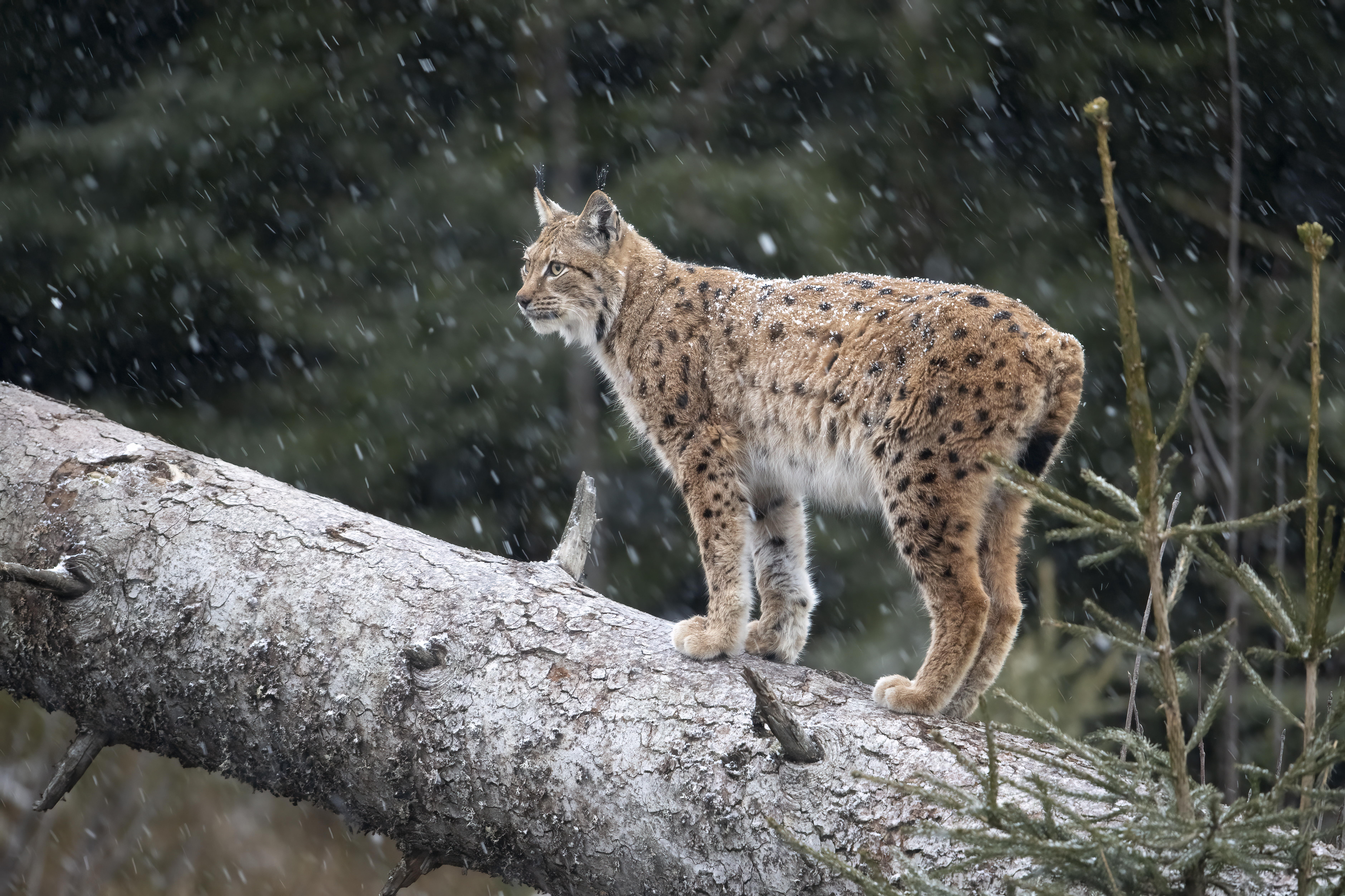 A lynx stands on a fallen tree trunk in a forest in snow, looking into the distance