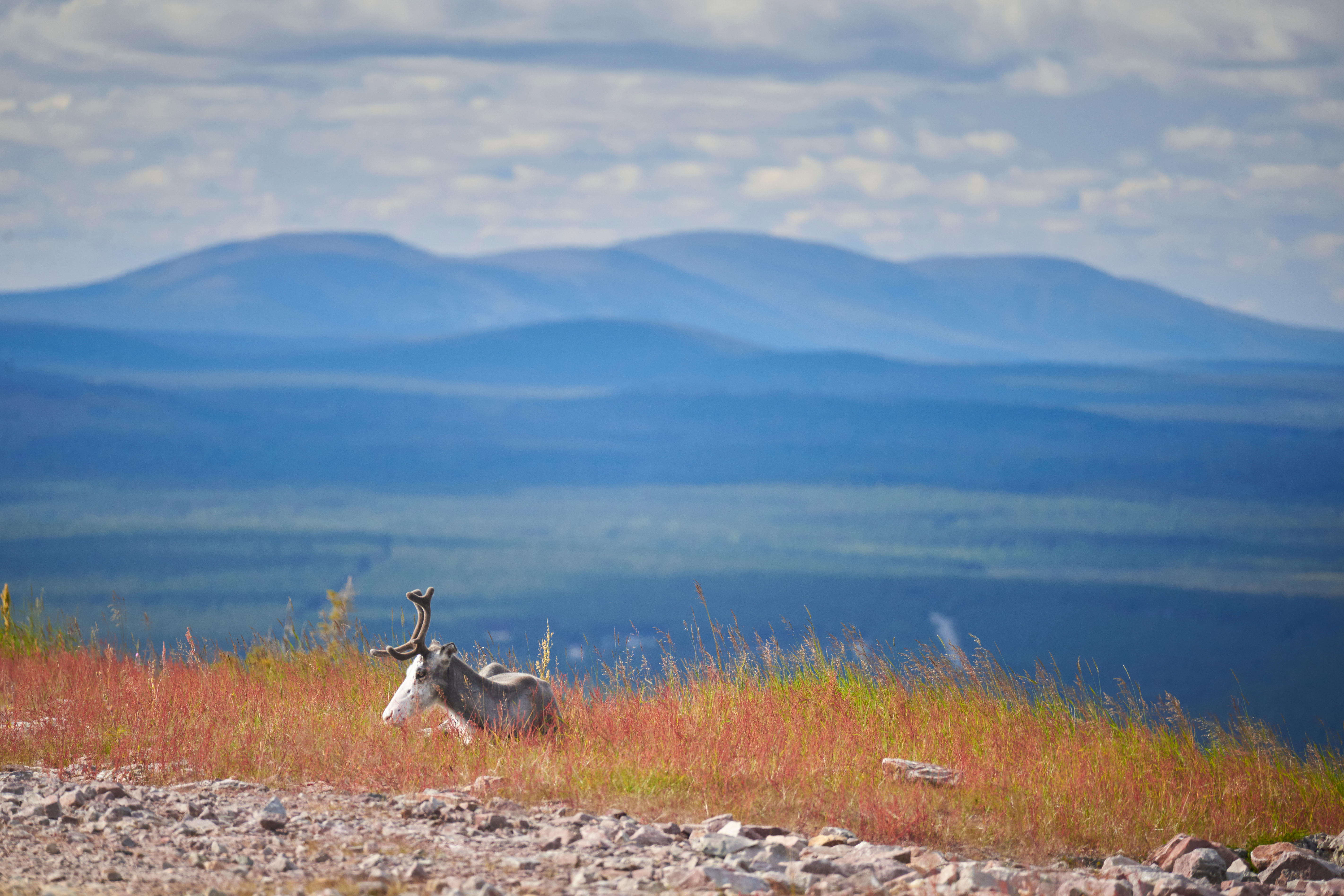 A reindeer in grass with blue hills in the distance
