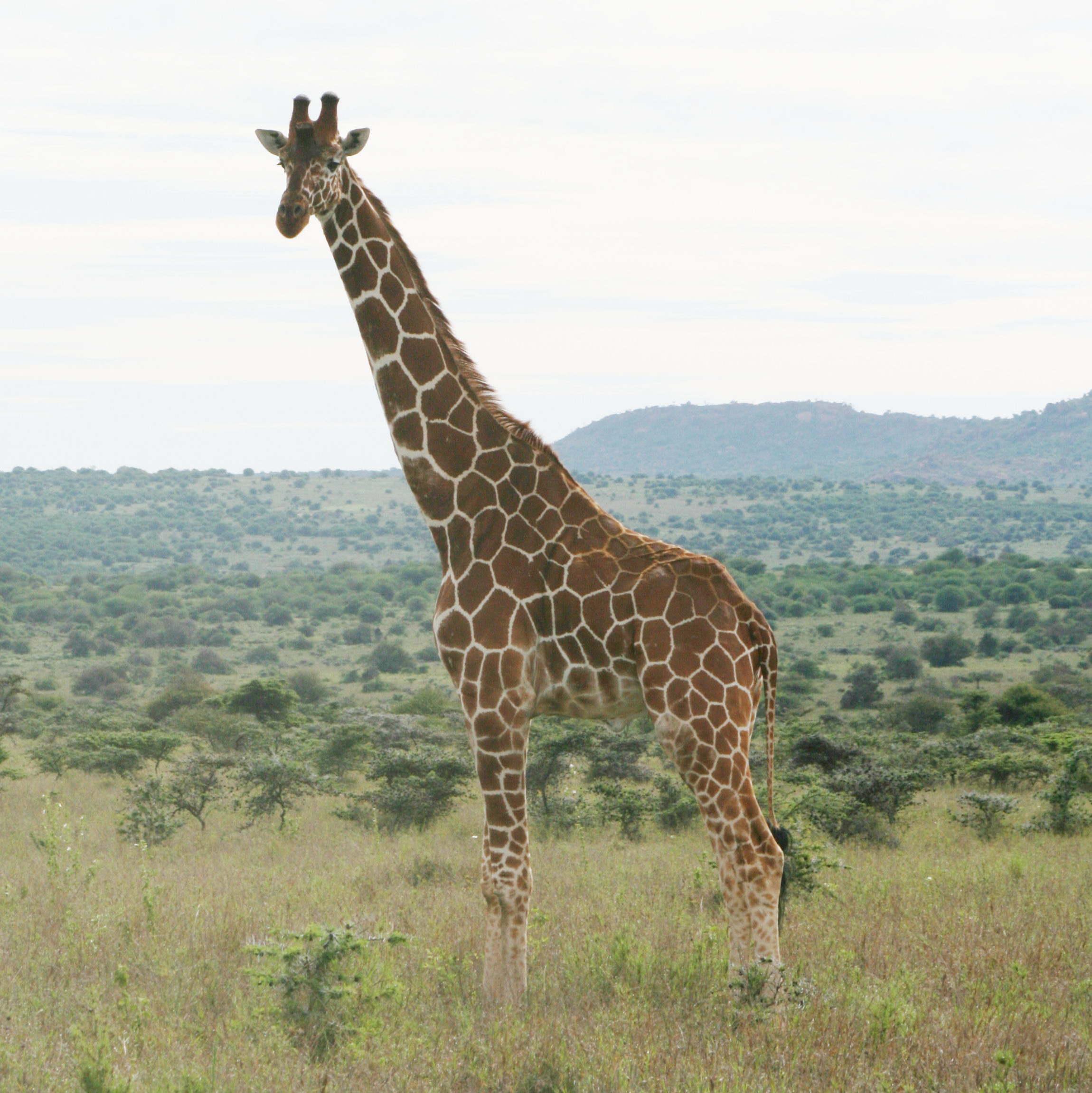 A reticulated giraffe stands looking at camera with grassland and trees stretching away behind