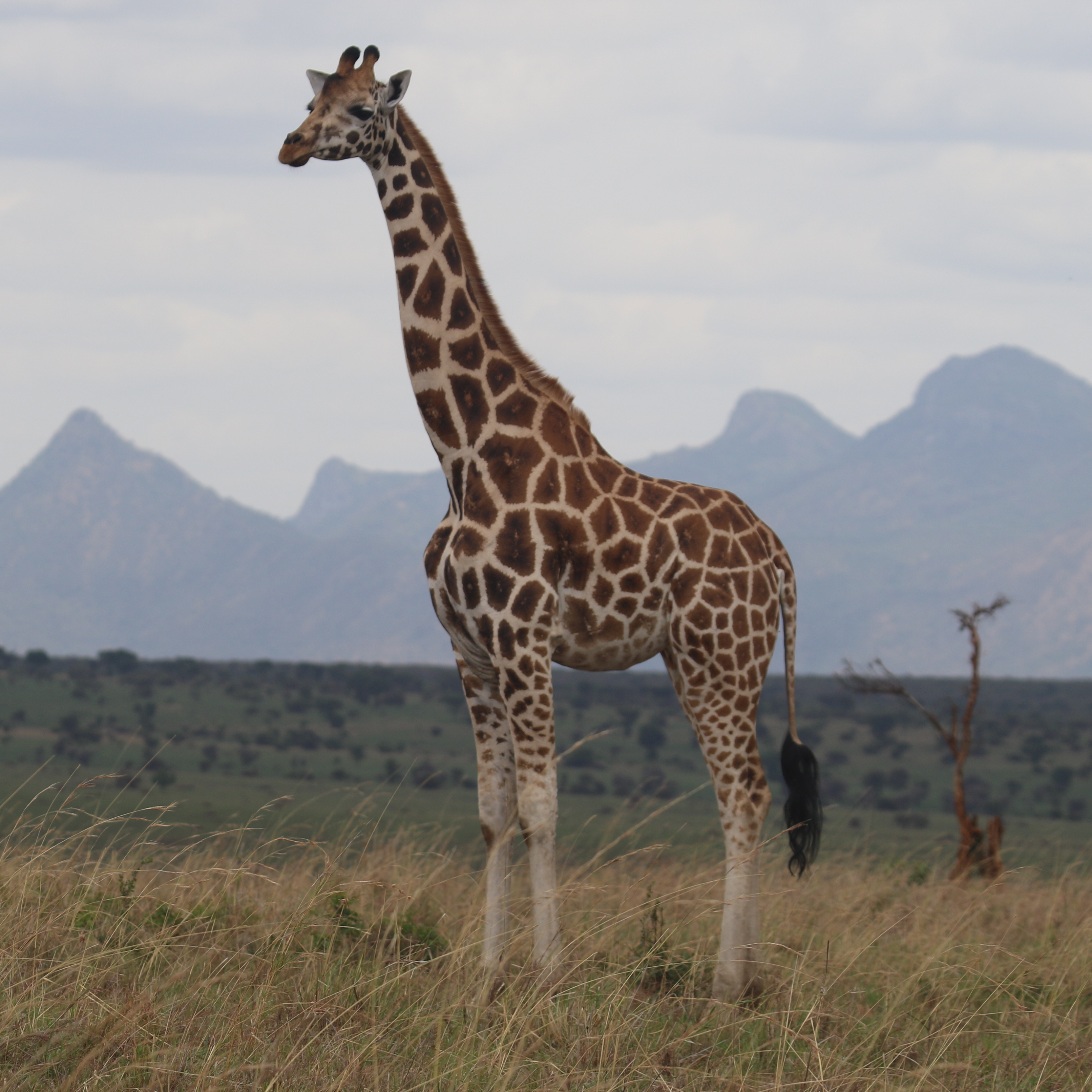 A Northern giraffe in grassland with mountains in the distance