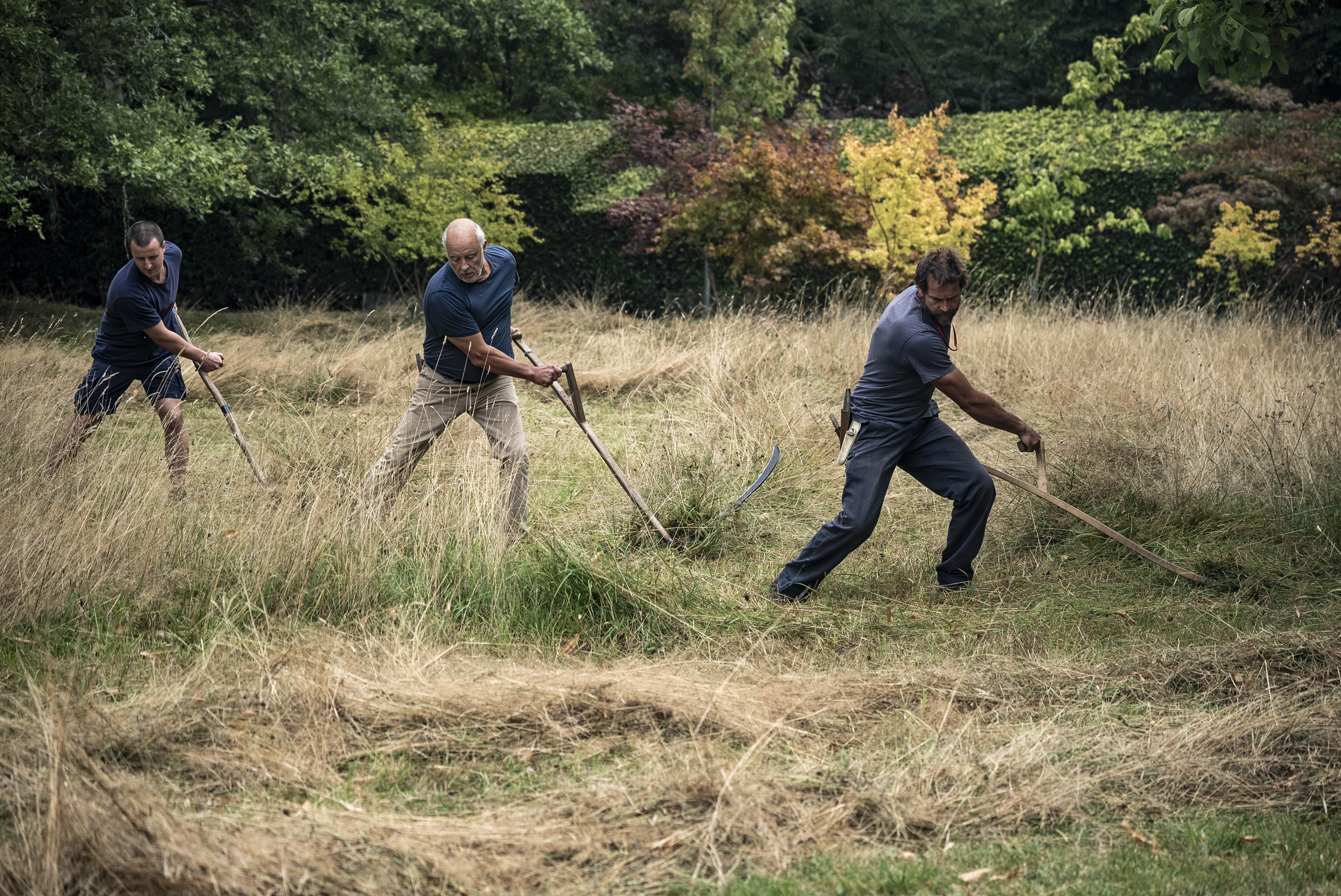 Mowers and members of the Scythe Association of Britain & Ireland using scythes on the King's wildflower meadow