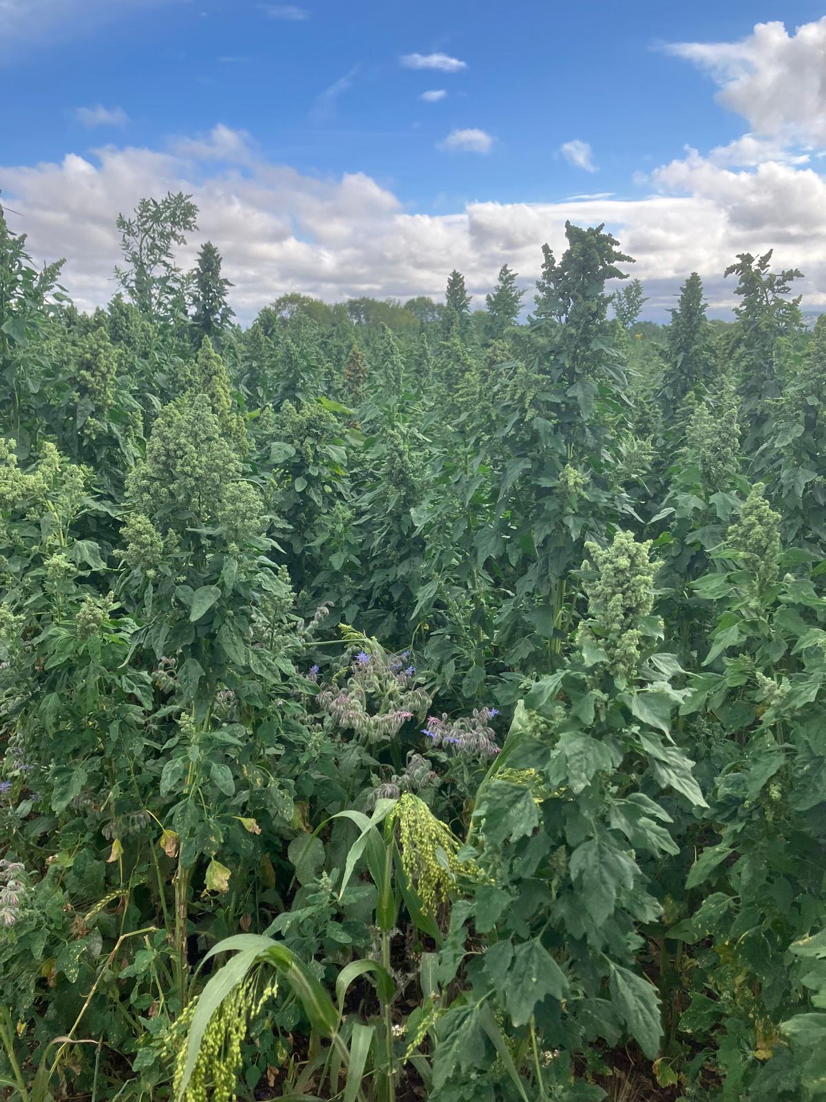 A mix of quinoa, millet, sunflowers and borage to support pollinators growing on a farm