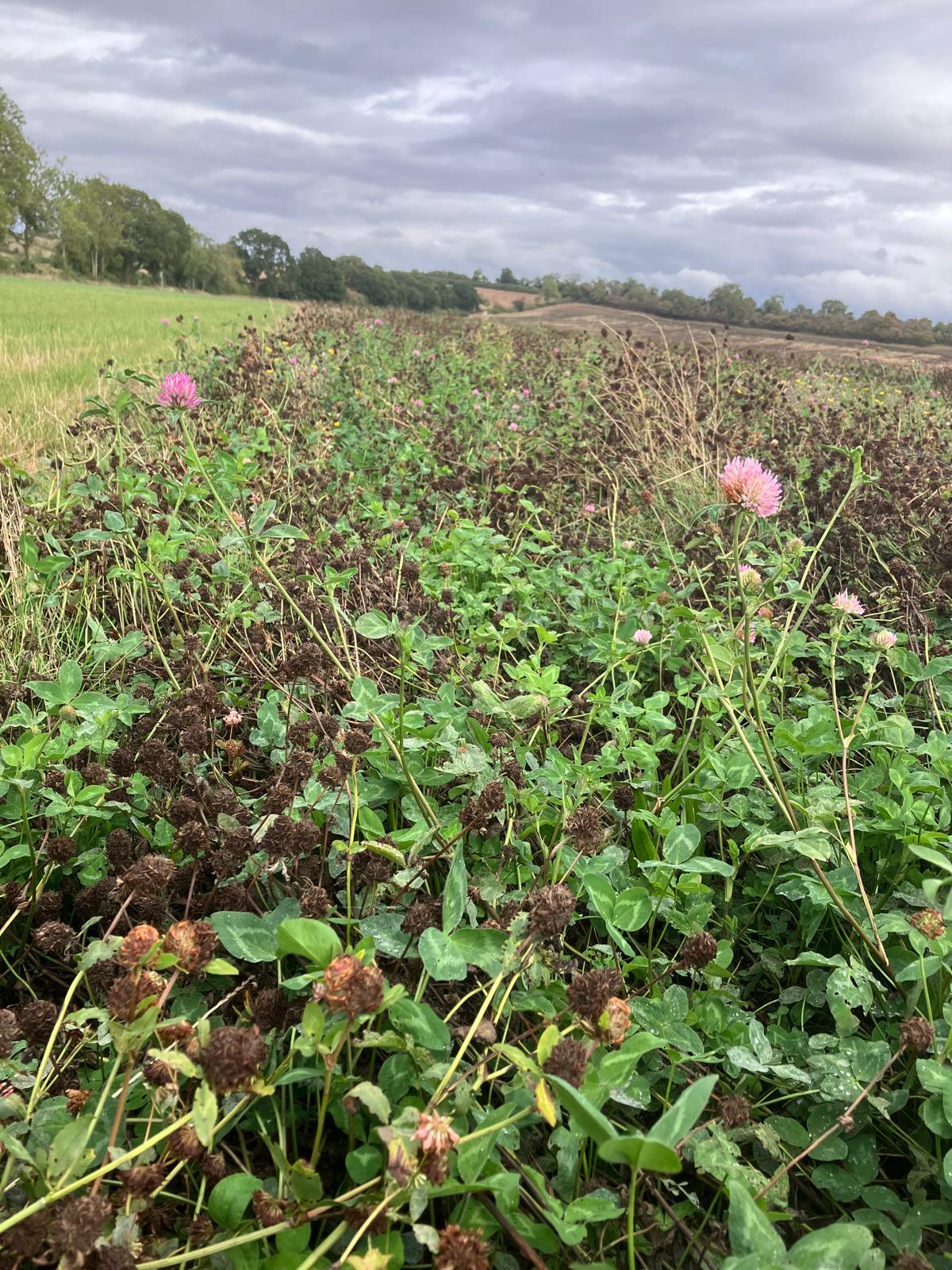 A red clover pollinator strip on a farm