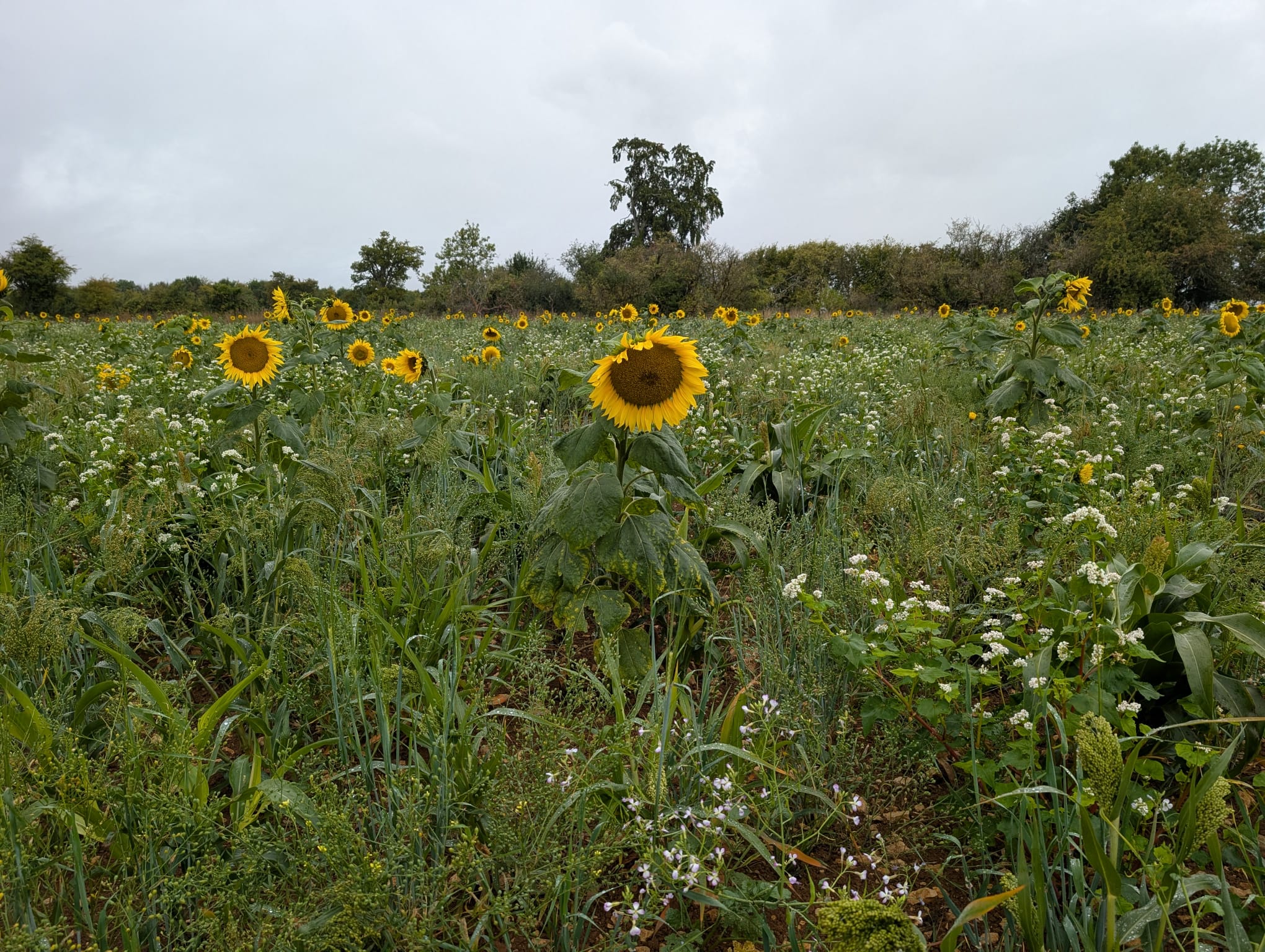 Field of sunflowers