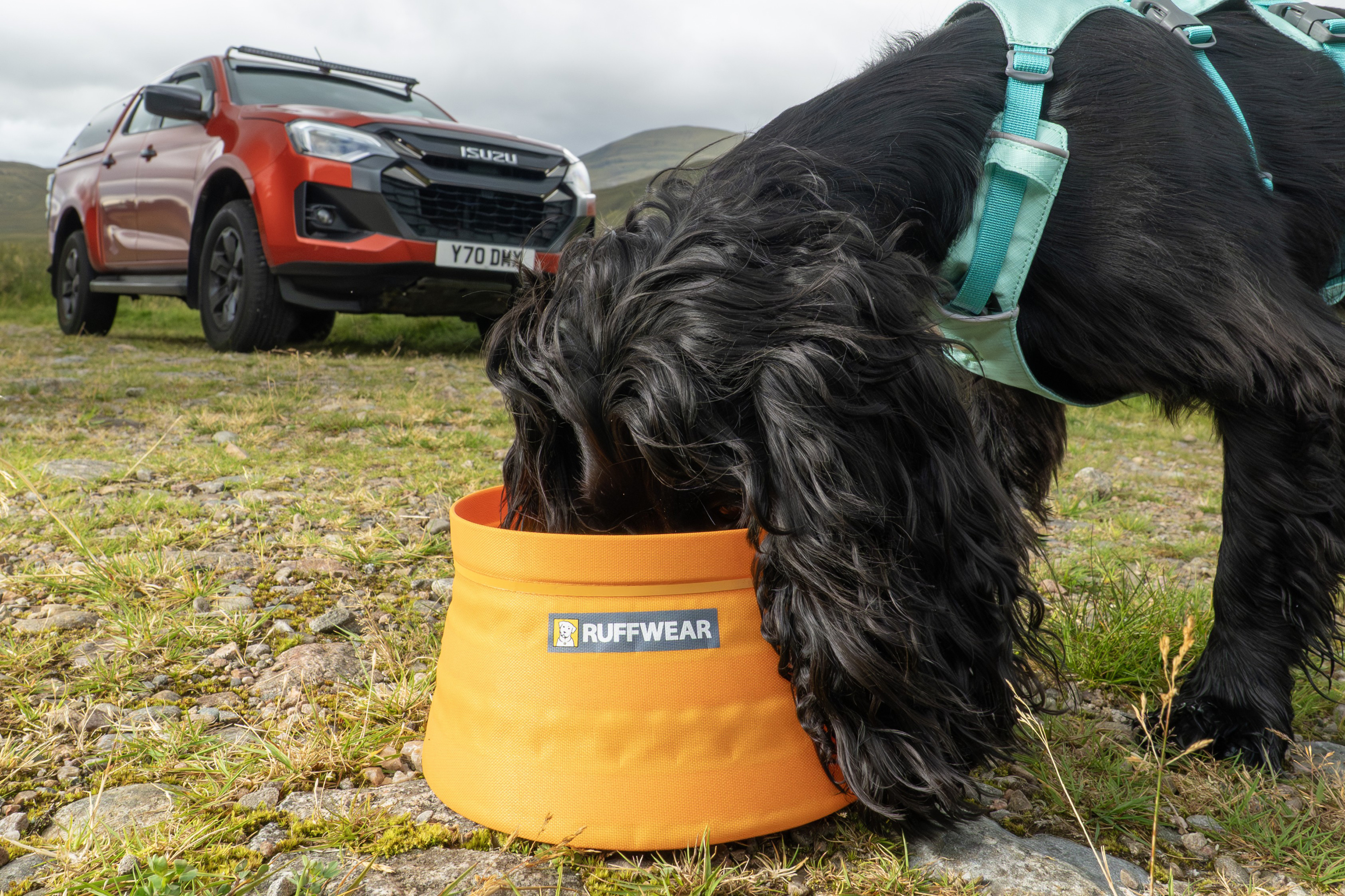 Isuzu dog accessories