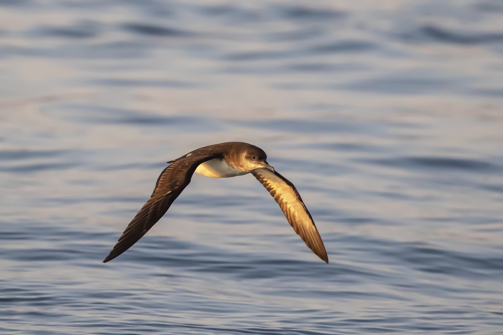 Manx Shearwater (Puffinus puffinus), adult in flight at sea. Image Credit: Greg Morgan (rspb-images.com) 