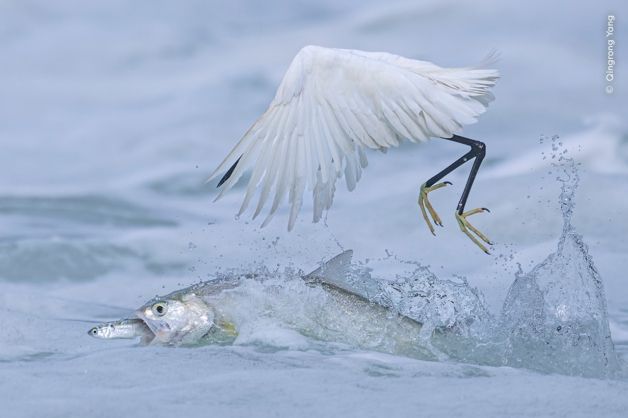 A large fish above water about to swallow a smaller fish just as a little egret swoops down to catch it
