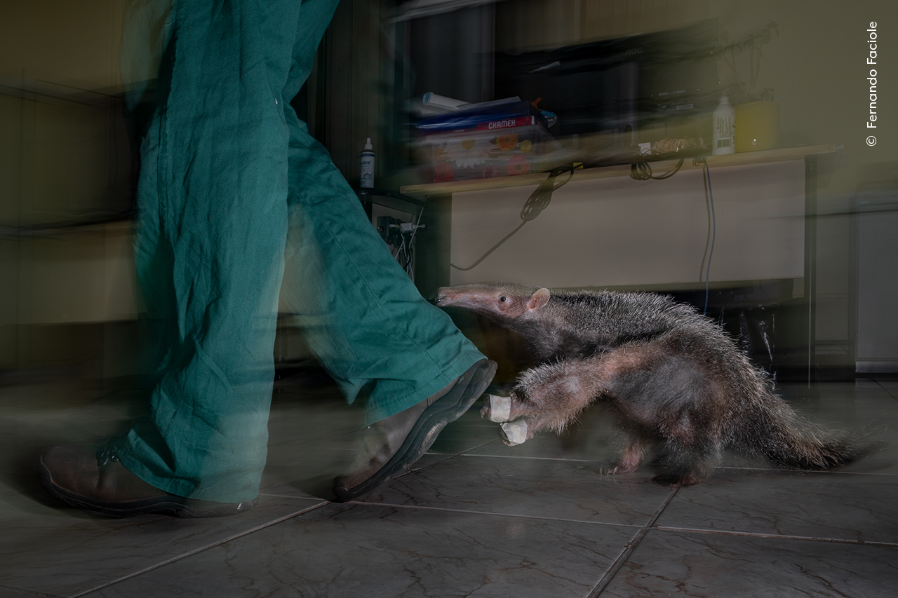 A giant anteater pup follows in the footsteps of a human caregiver