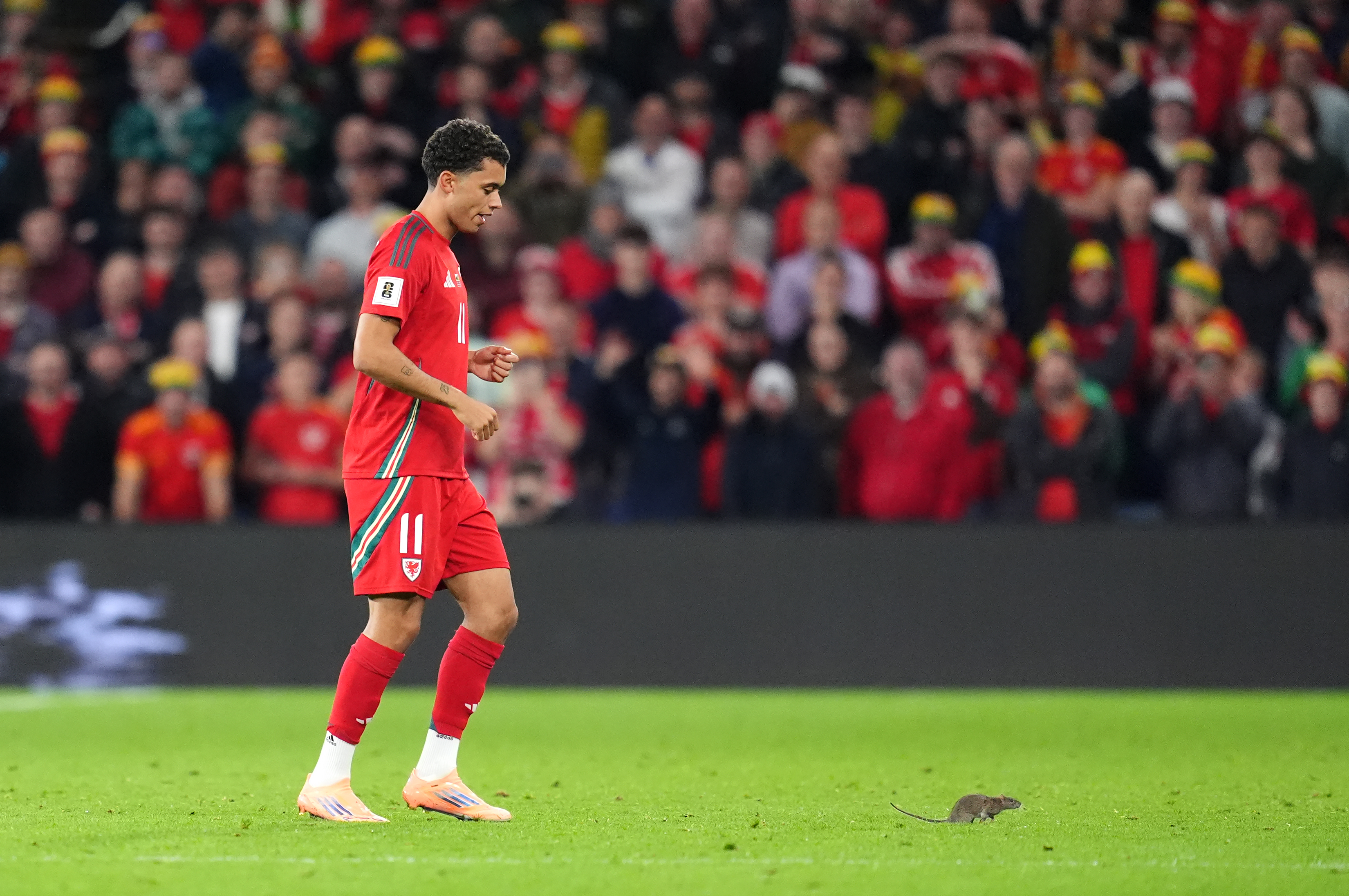 Wales' Brennan Johnson chases a rat off the pitch