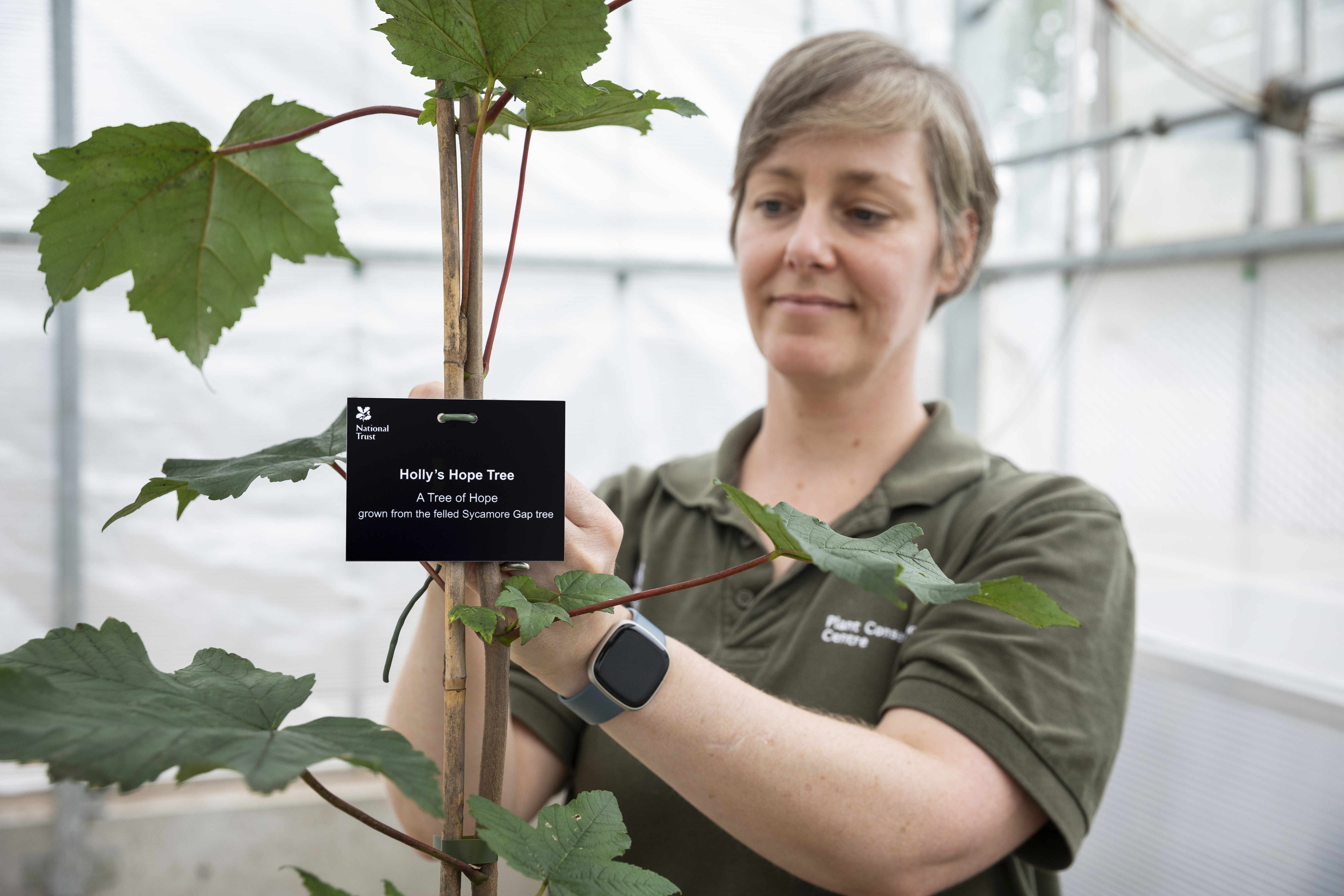 A person attaches a label that says 'Holly's hope tree, a tree of hope grown from the felled Sycamore Gap tree' to a sapling