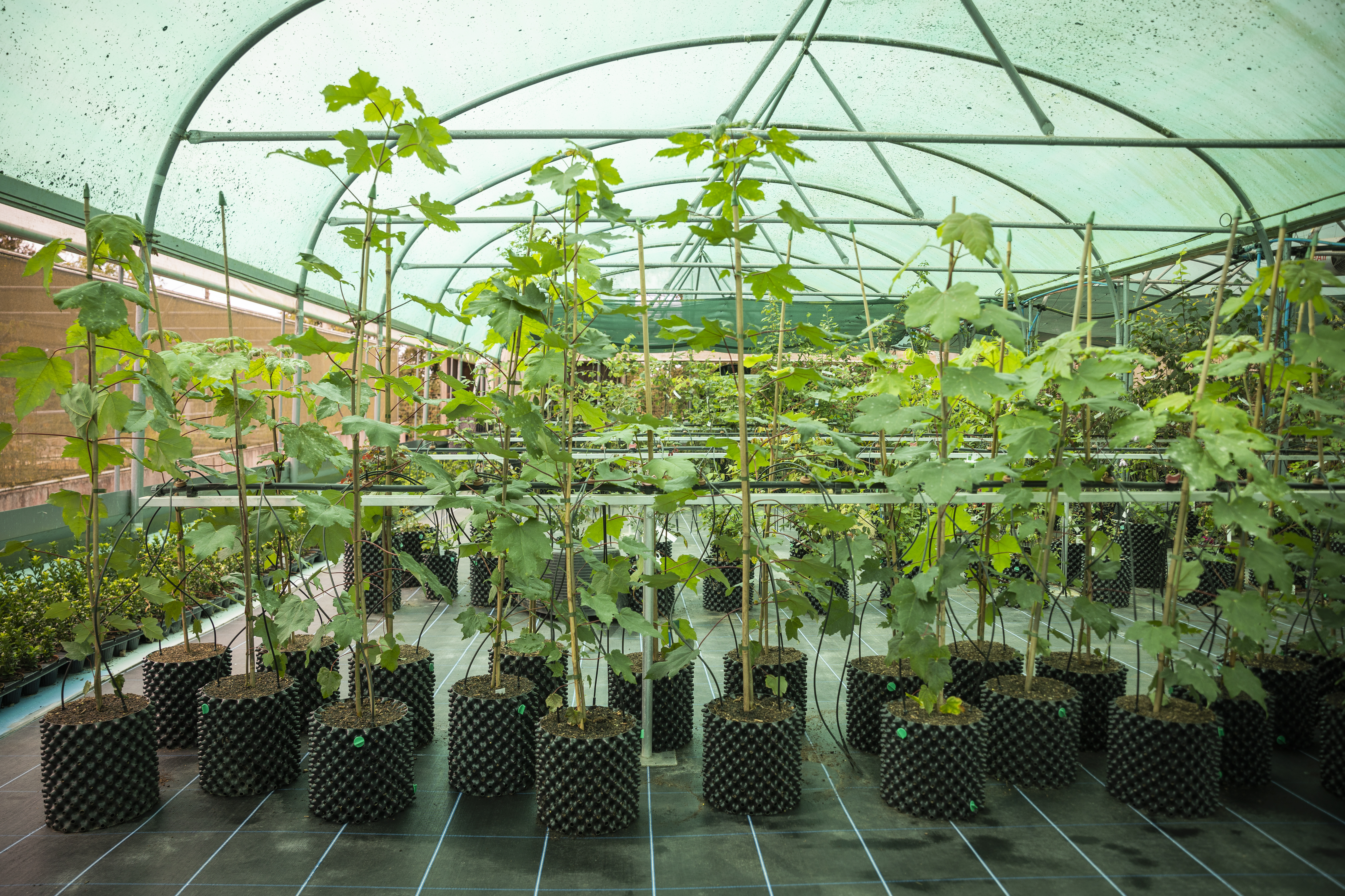 A group of sapling sycamores in black pots under shelter, now around 4-6ft high