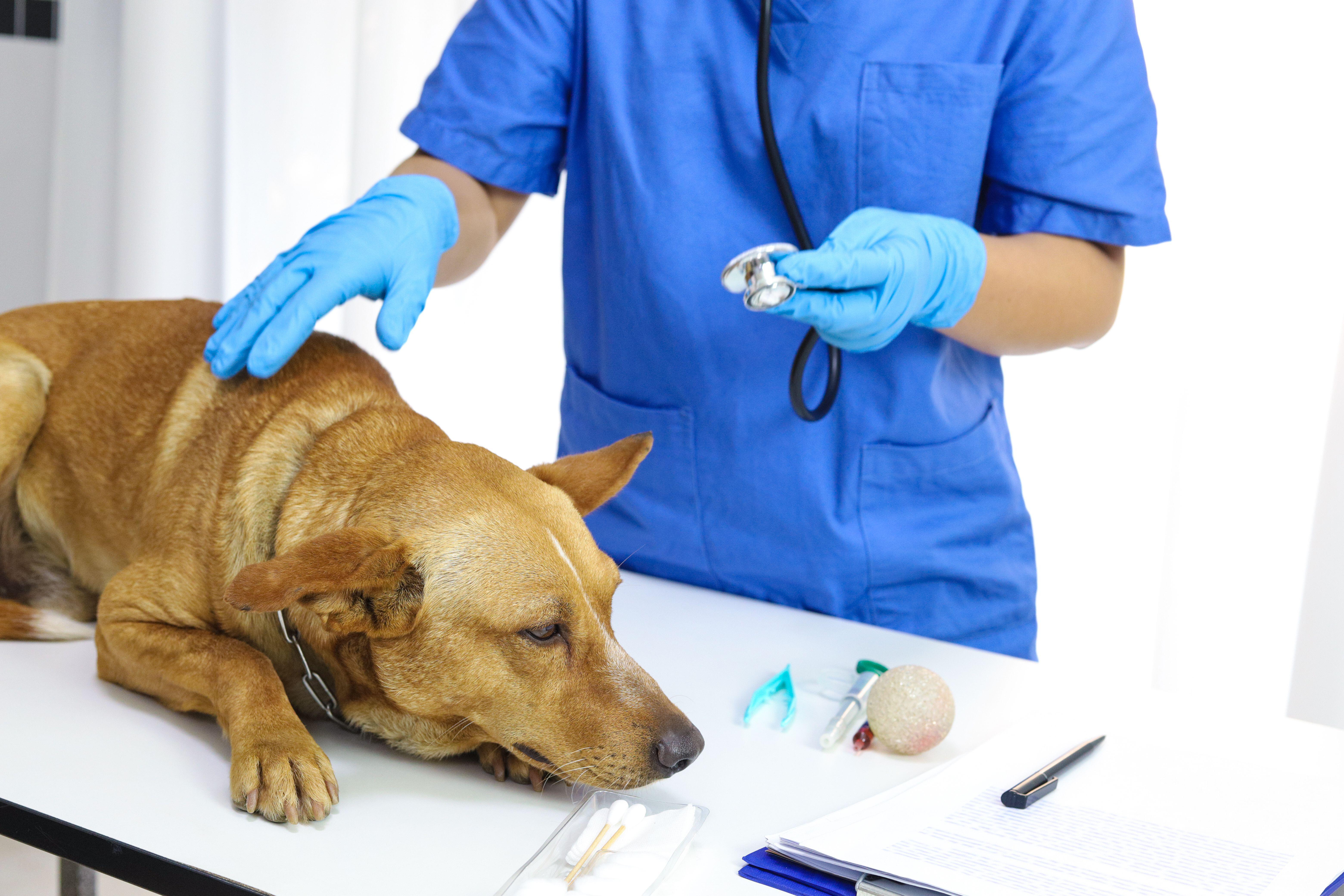 A dog on an examination table at a vet's clinic