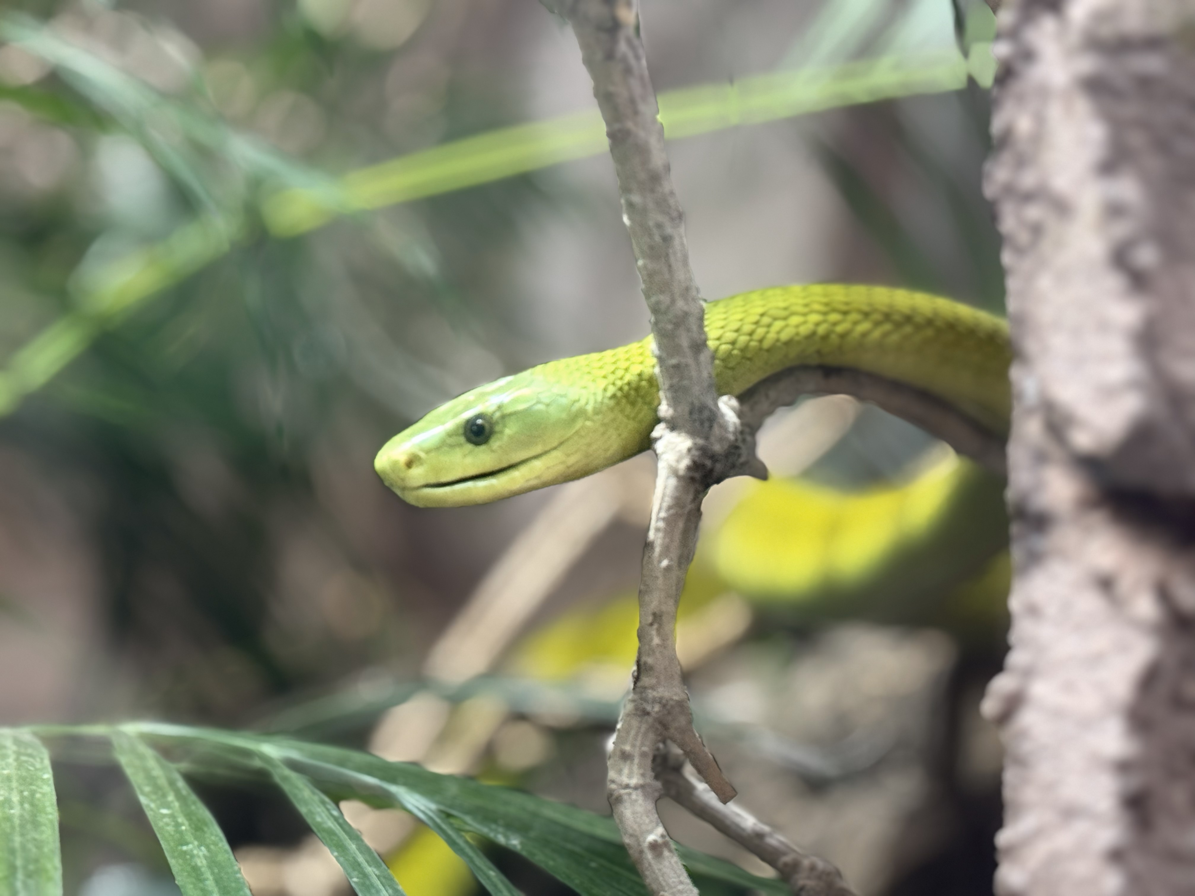 Green mamba snake at The National Reptile Zoo in Kilkenny