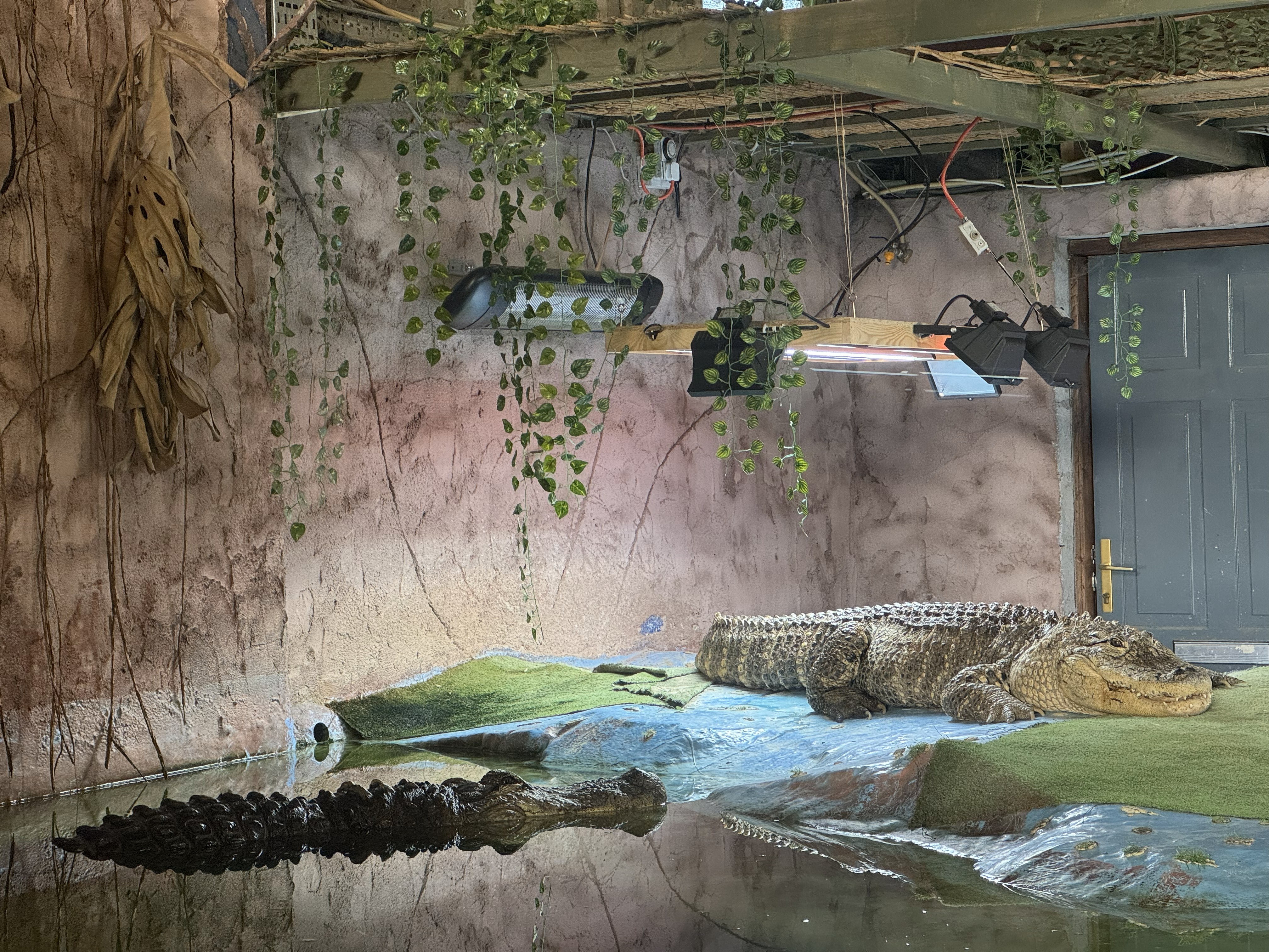 American alligators at The National Reptile Zoo in Kilkenny