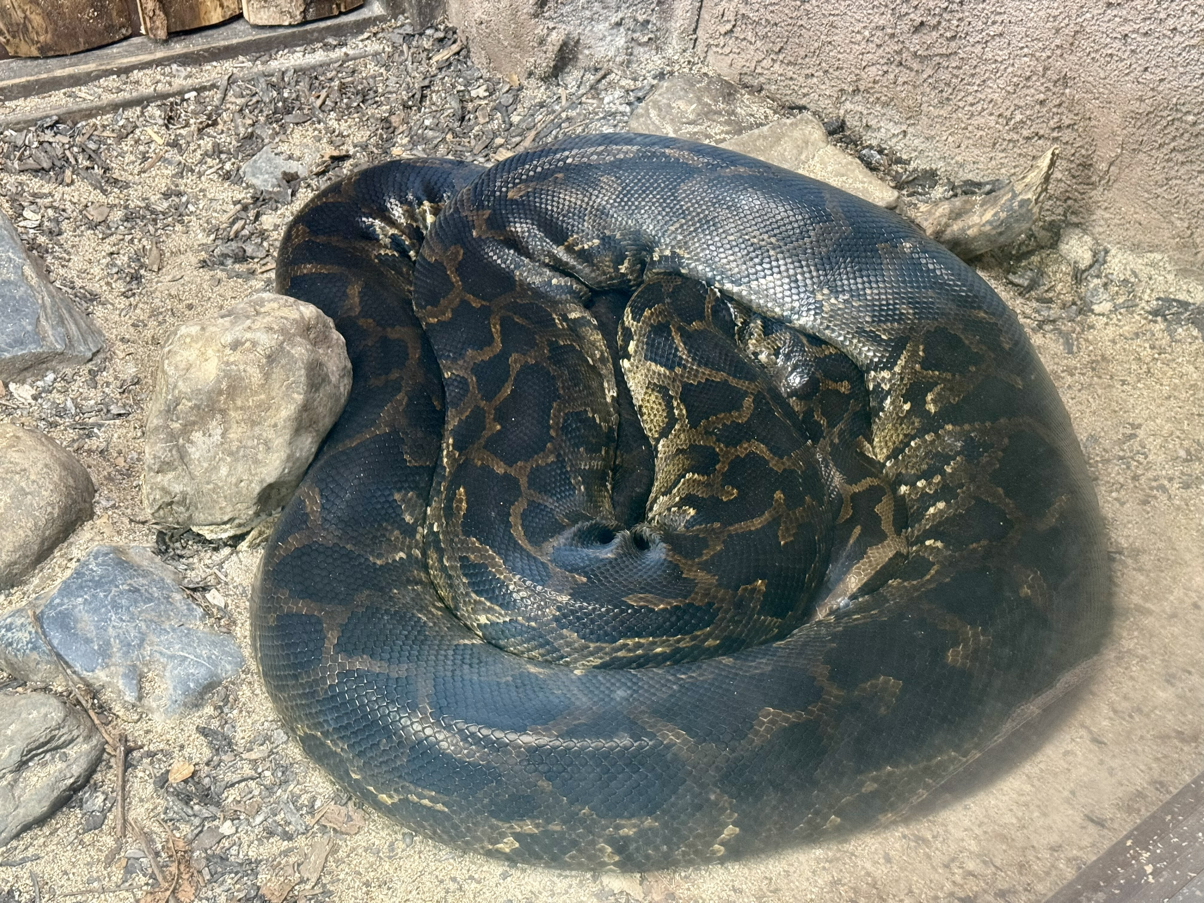 Burmese python at The National Reptile Zoo in Kilkenny
