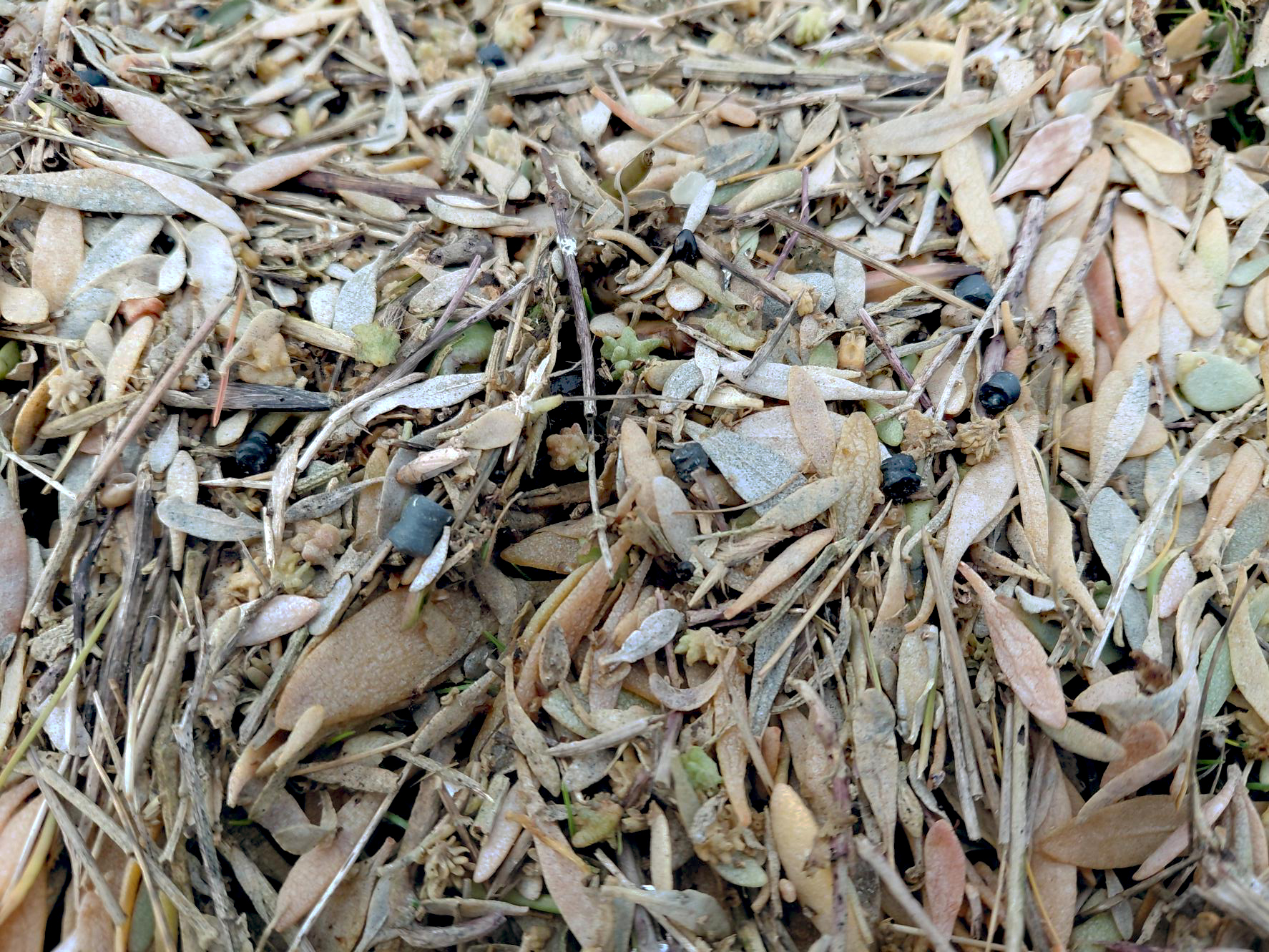 A close up of muddy saltmarsh vegetation with small black 'bio-beads' dotted around