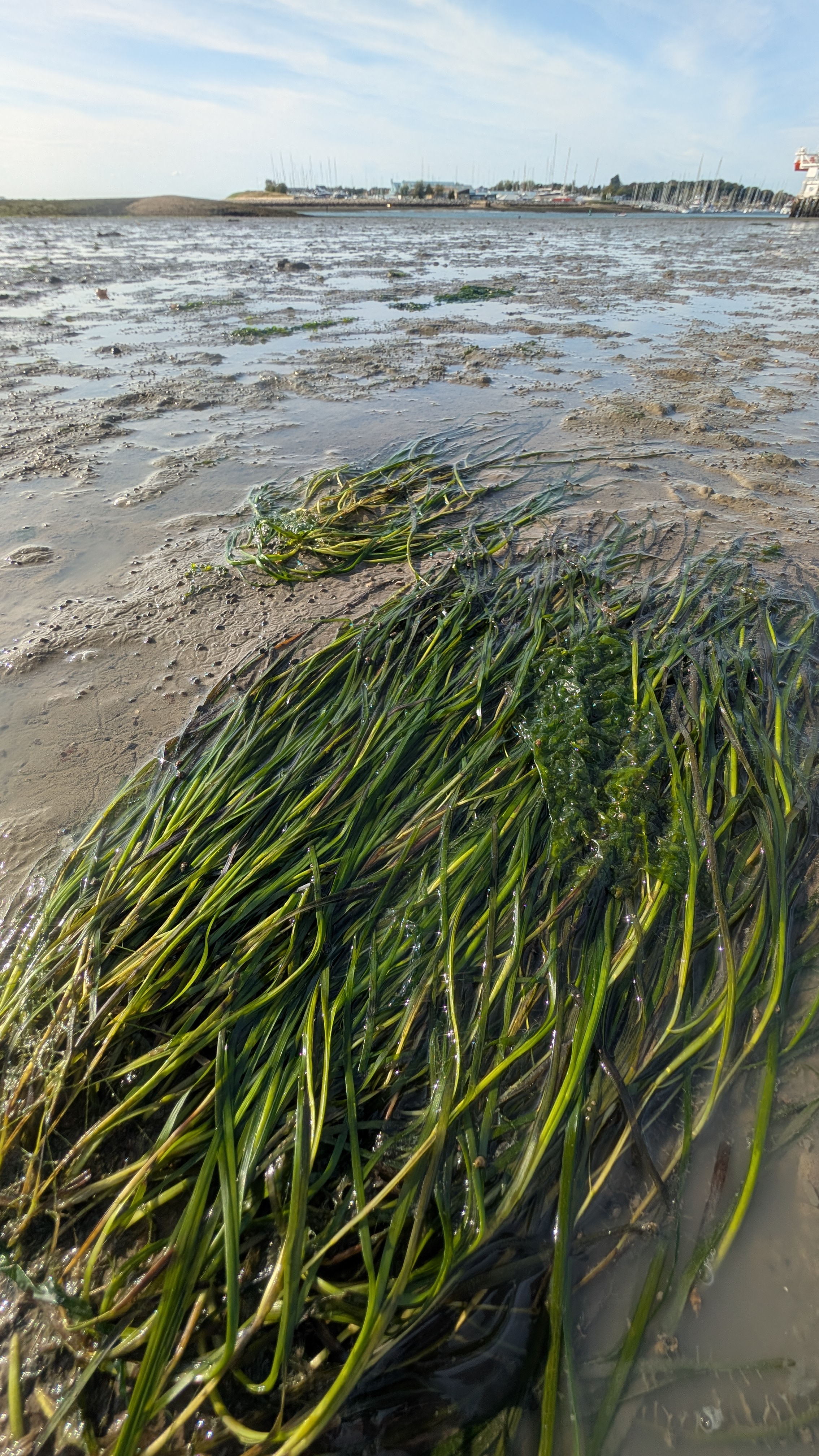 green seagrass lying flat against the sand in low tide conditions