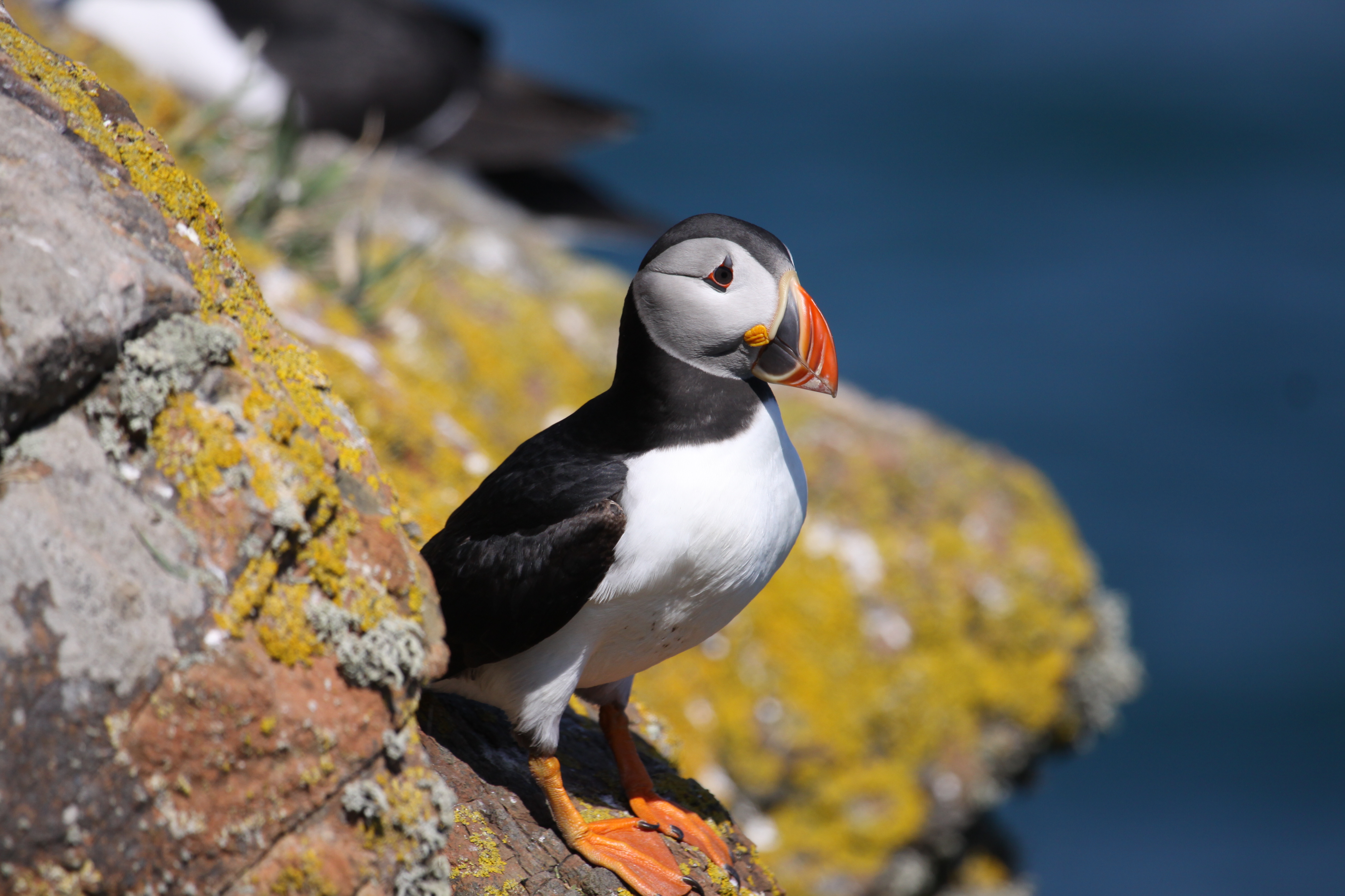 A puffin in profile stands on a yellow-coloured rock at the top of a cliff