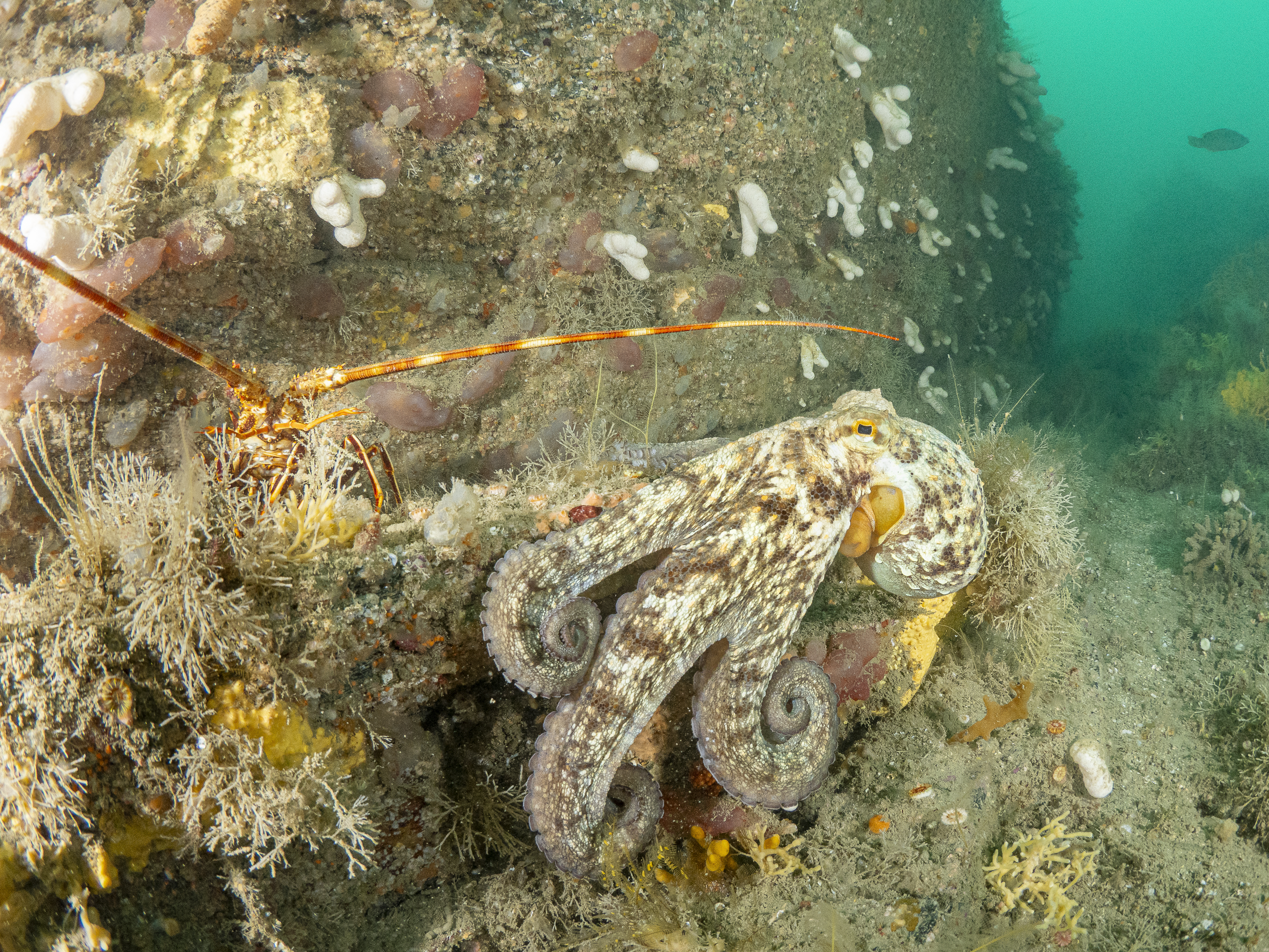A brown and white coloured octopus on a rock with a orange and white crawfish