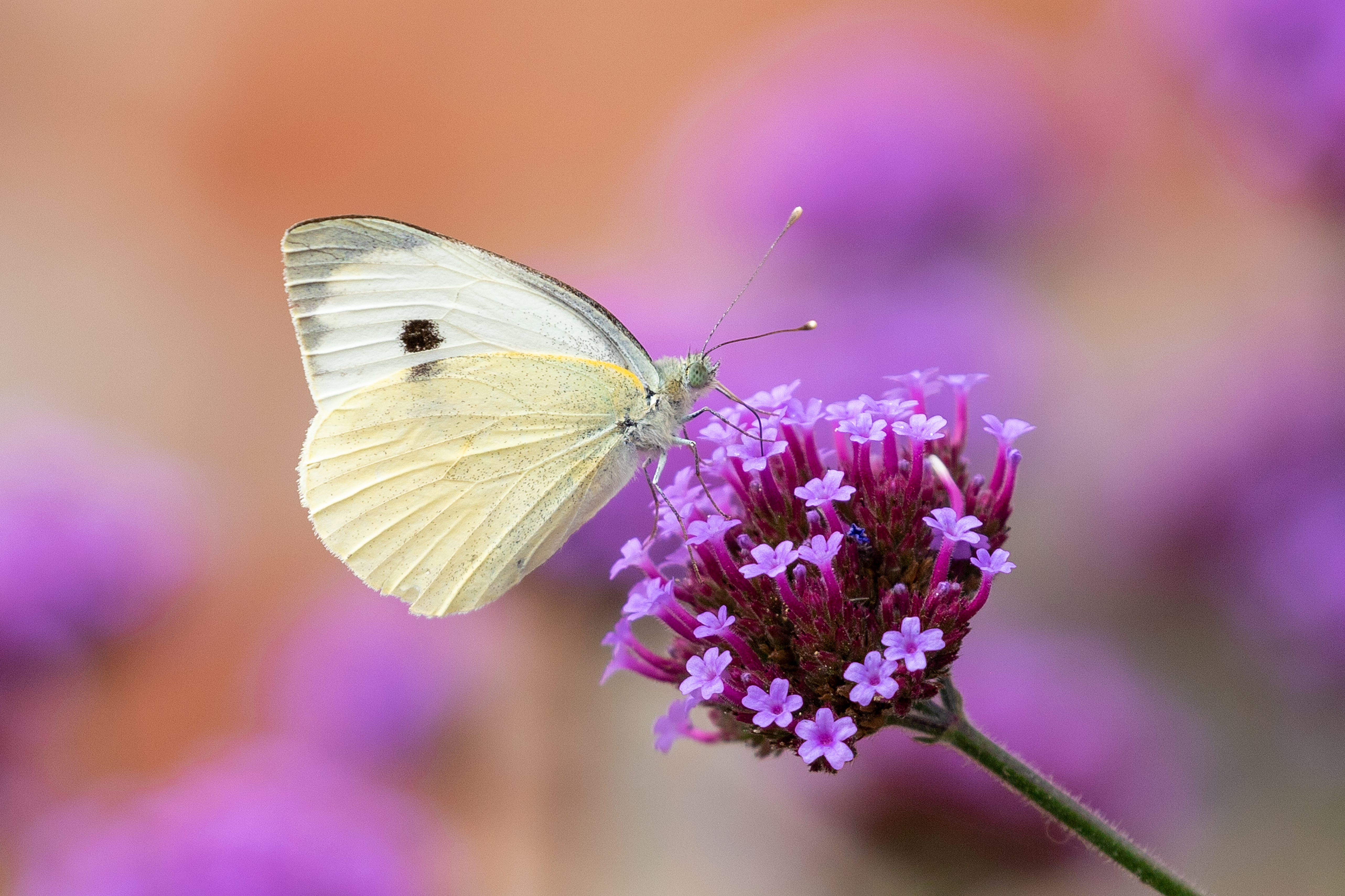 A large white butterfly feeding on purple verbena