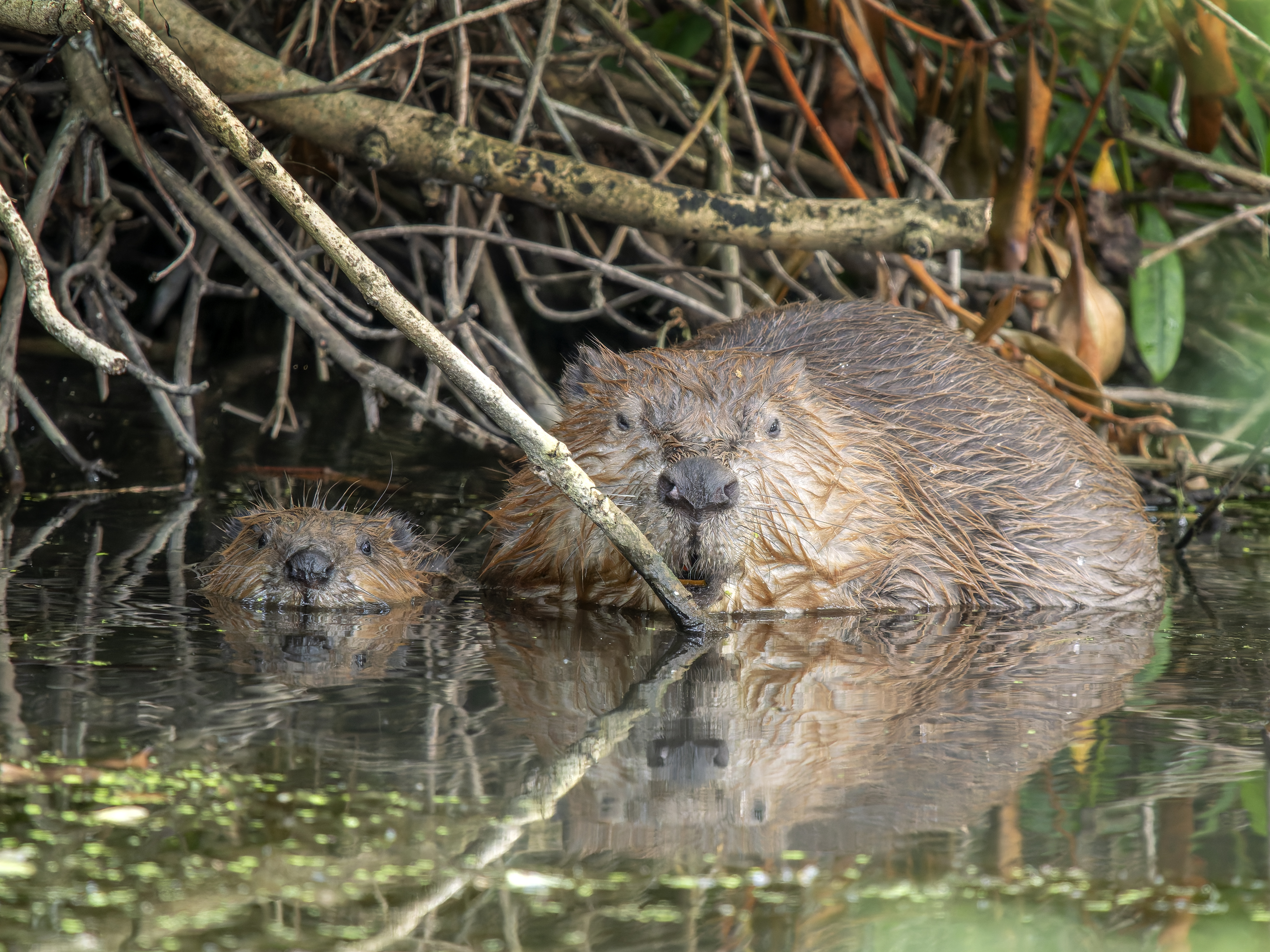 Two beavers half submerged look out at the cameras from among twigs at the water's edge