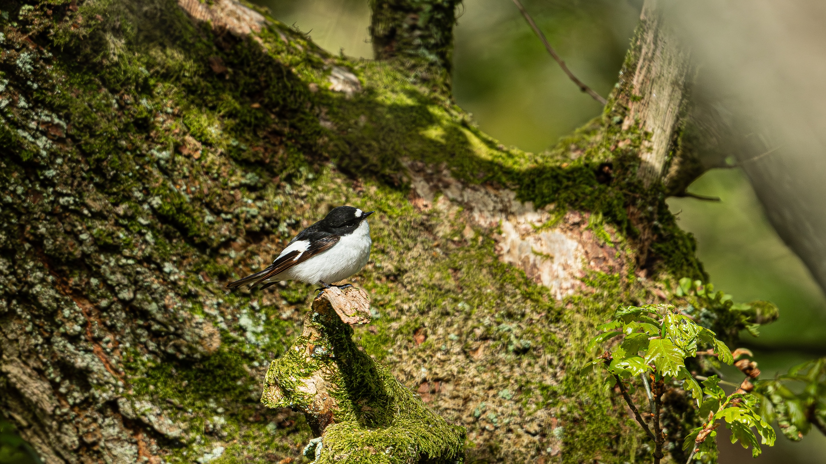 A pied flycatcher resting on mossy trunk 