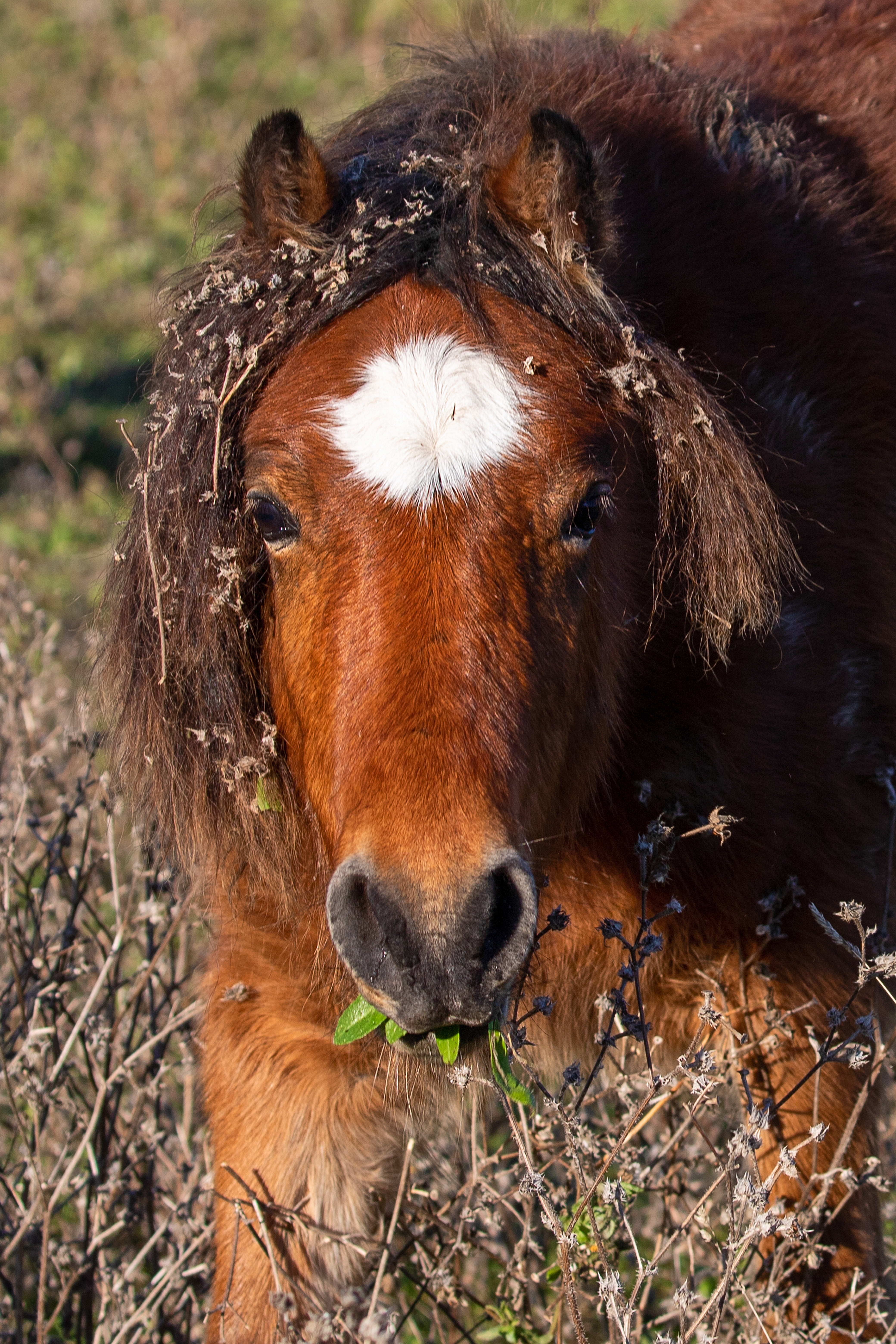 A Dartmoor pony at the Wimpole Estate