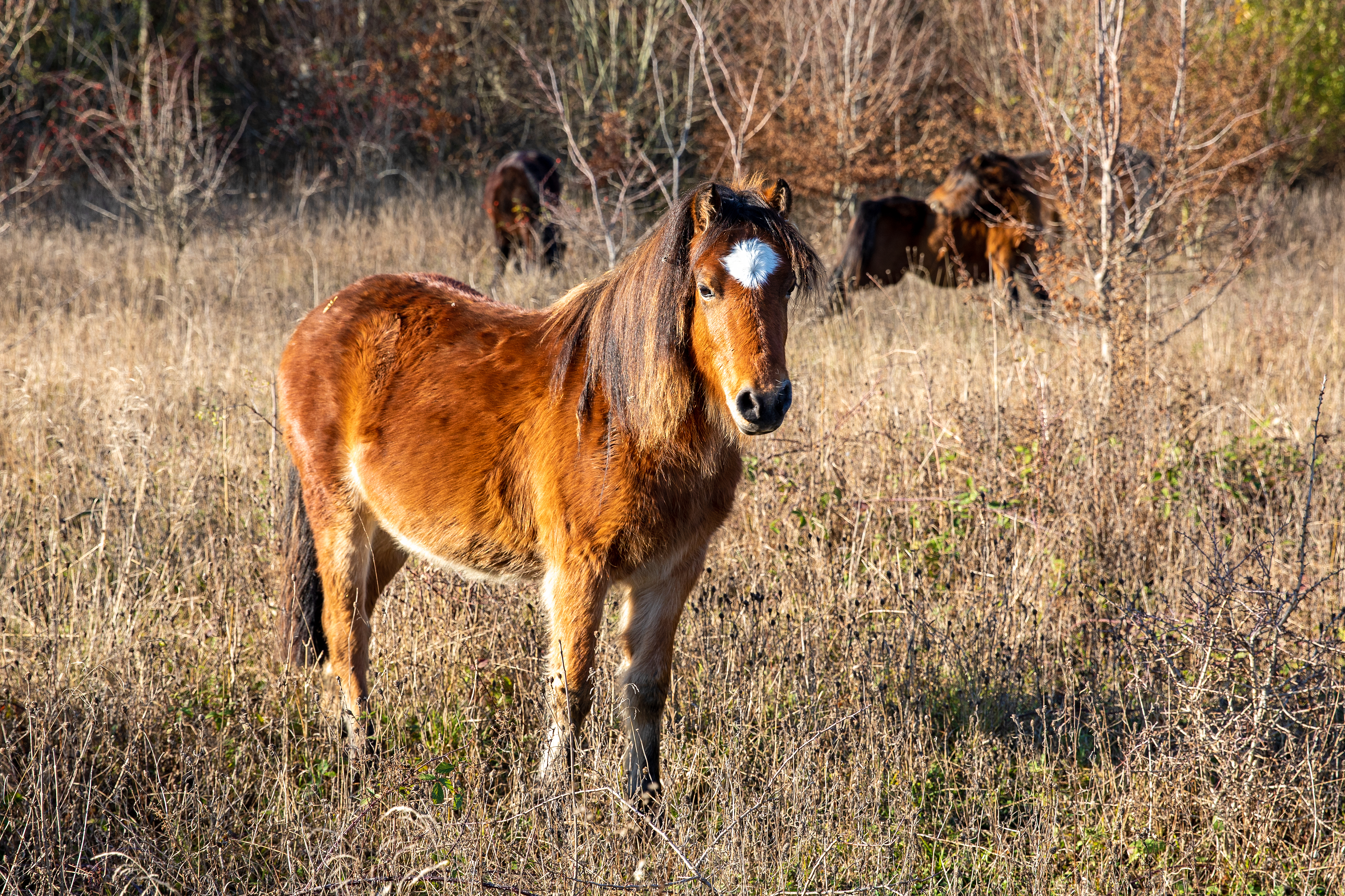 Dartmoor ponies at the Wimpole Estate