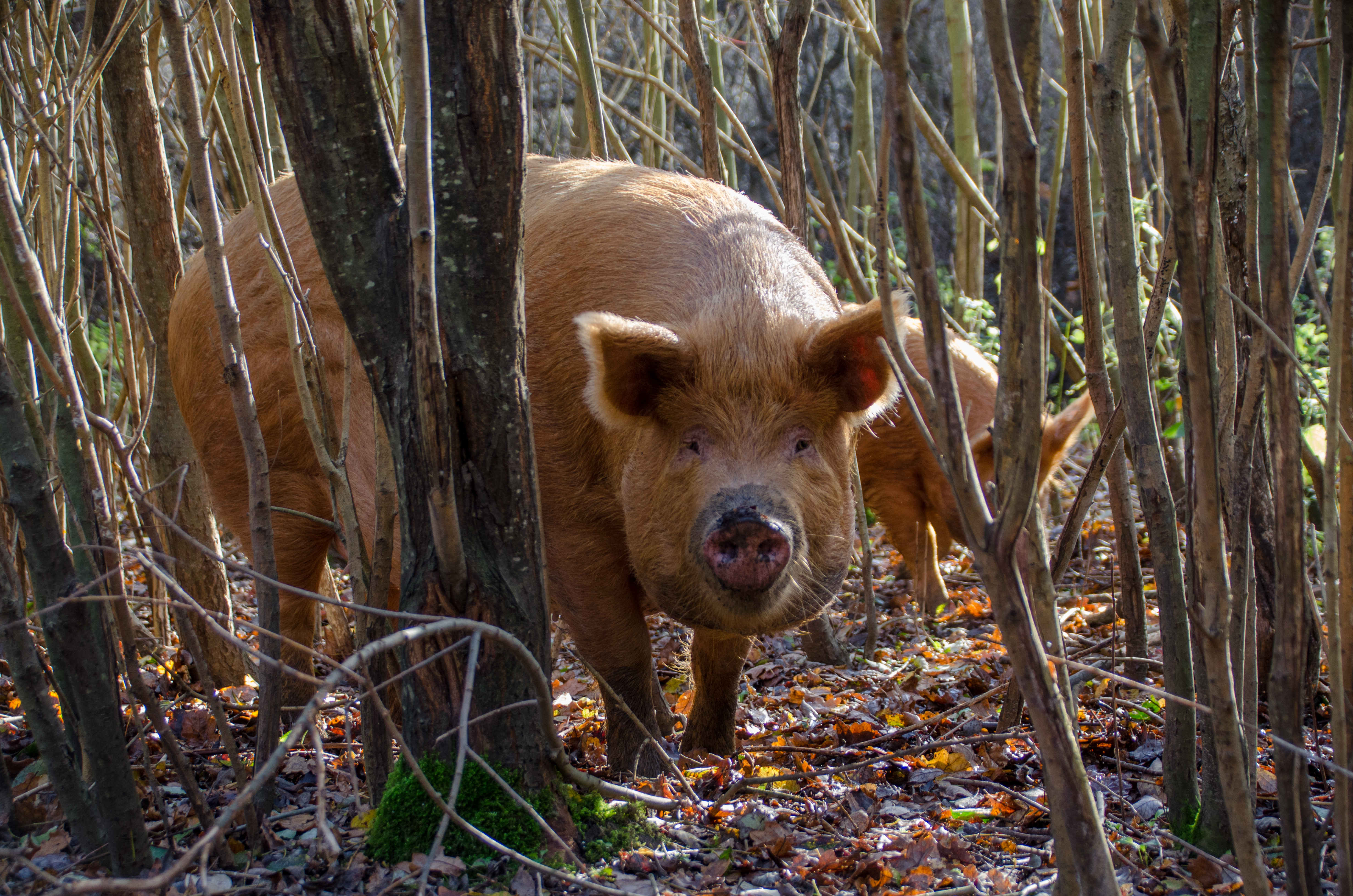 A orange-brown coloured Tamworth pig looks directly at the camera from between thin tree trunks, while another pig roots in the background