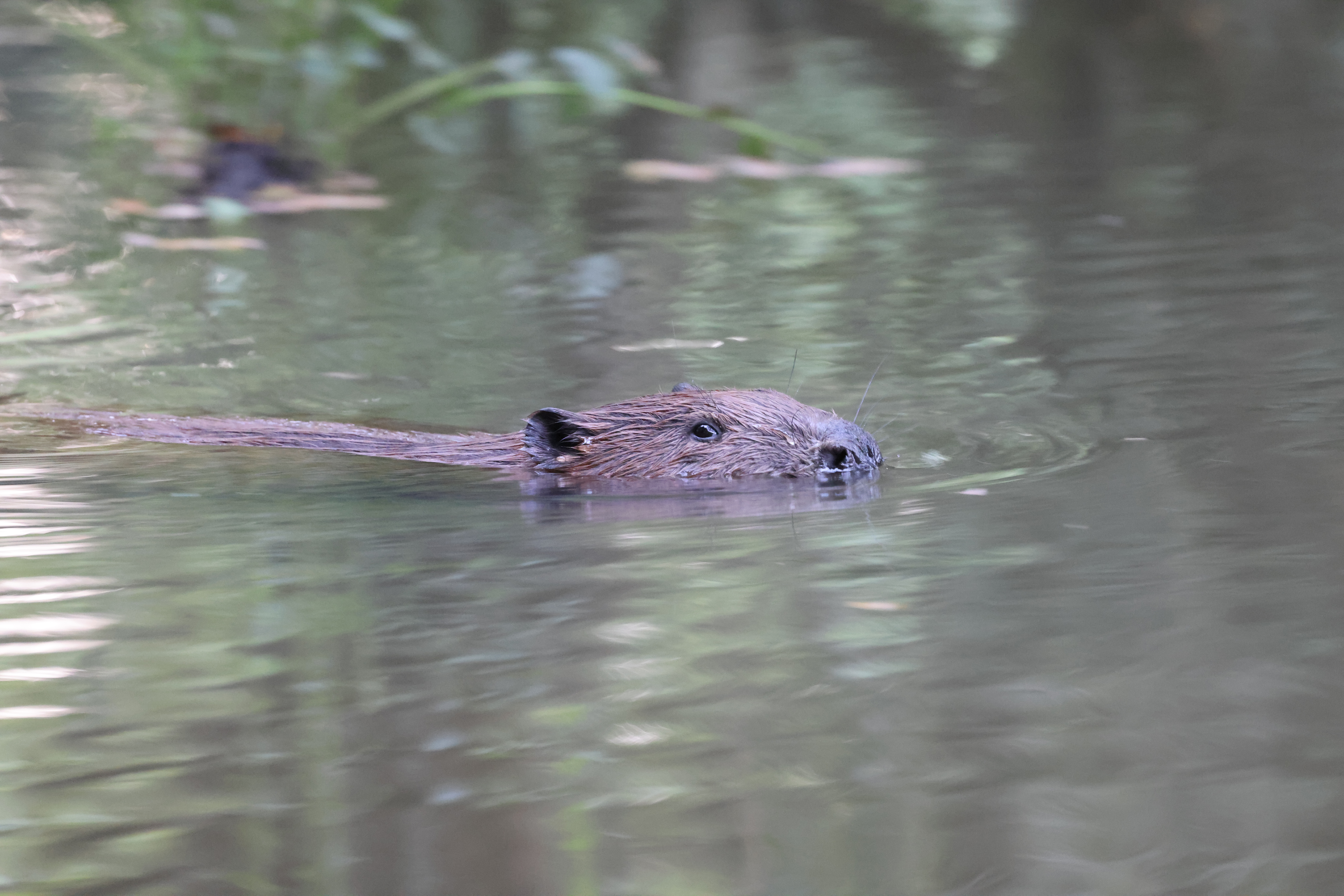 A beaver, with only its upper face and back visible, swims through the water