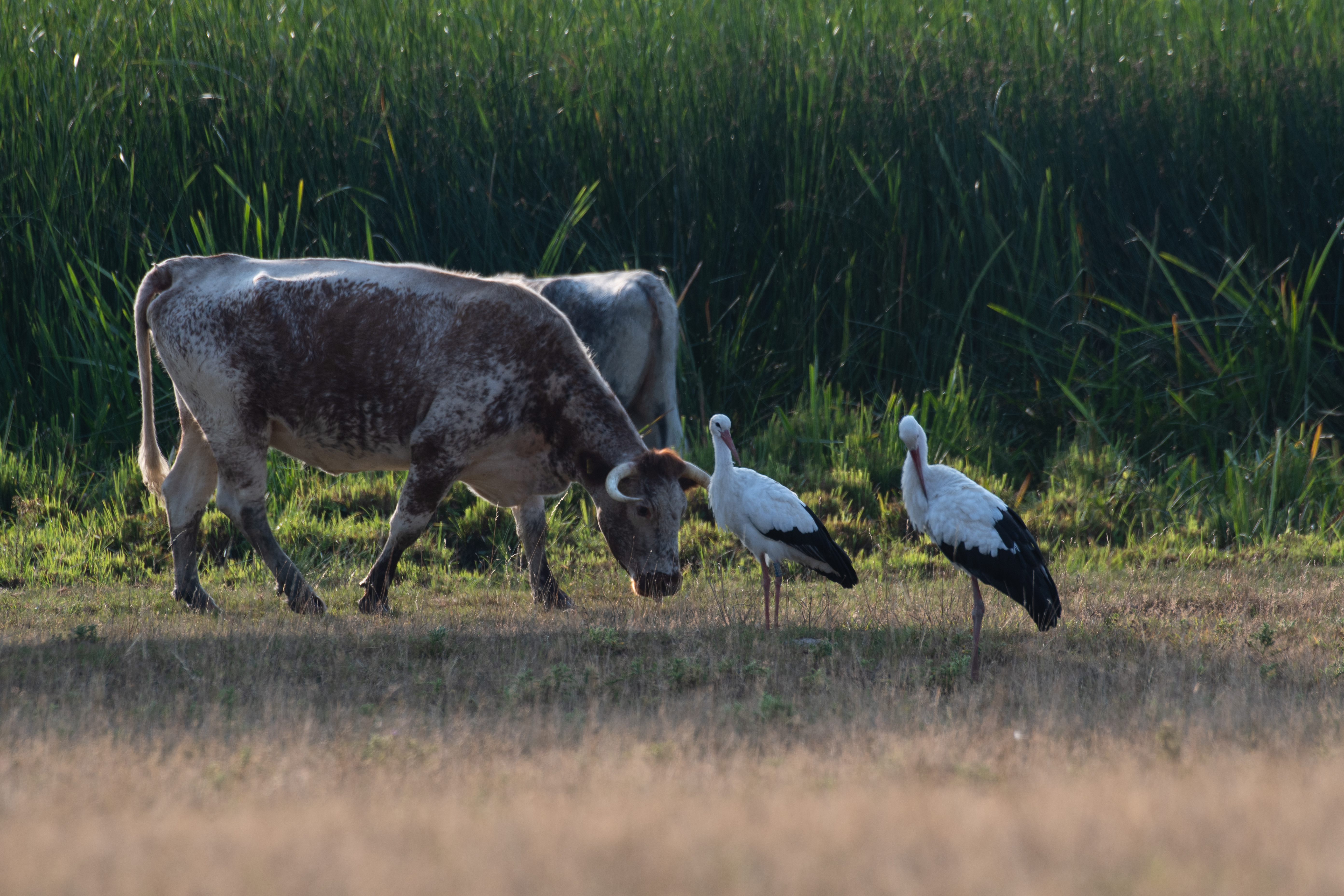 Two longhorn cattle graze next to two white storks standing in short grass