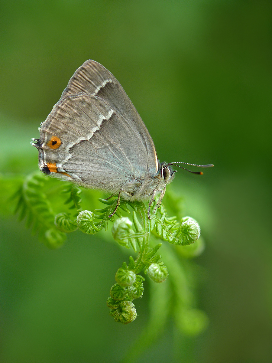 A purple hairstreak butterfly rests on a plant with its wings folded