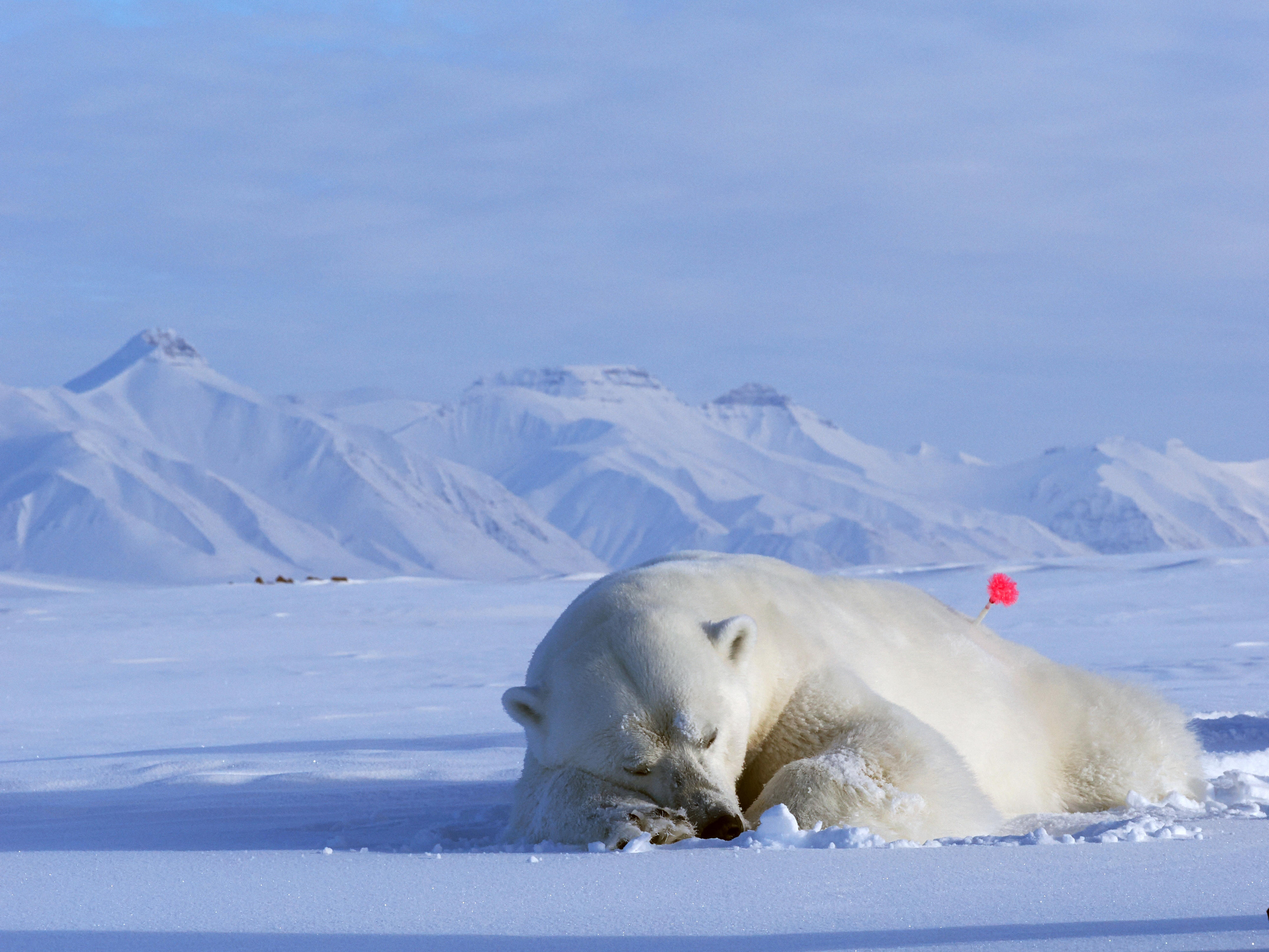 A polar bear lies on the ice, with mountains behind, and a red tranquiliser dart in its backside