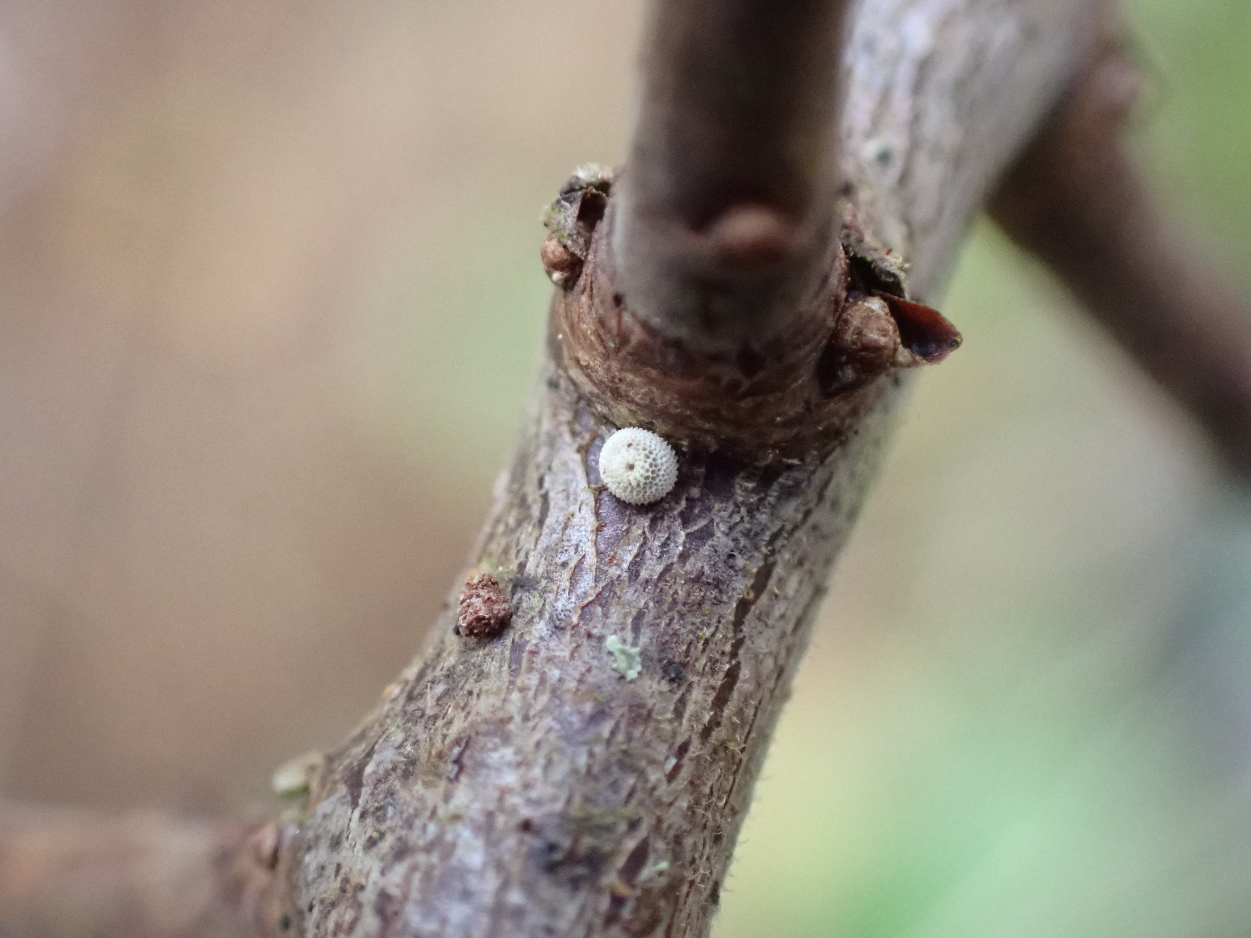 A small white egg in the fork of a branch of blackthorn