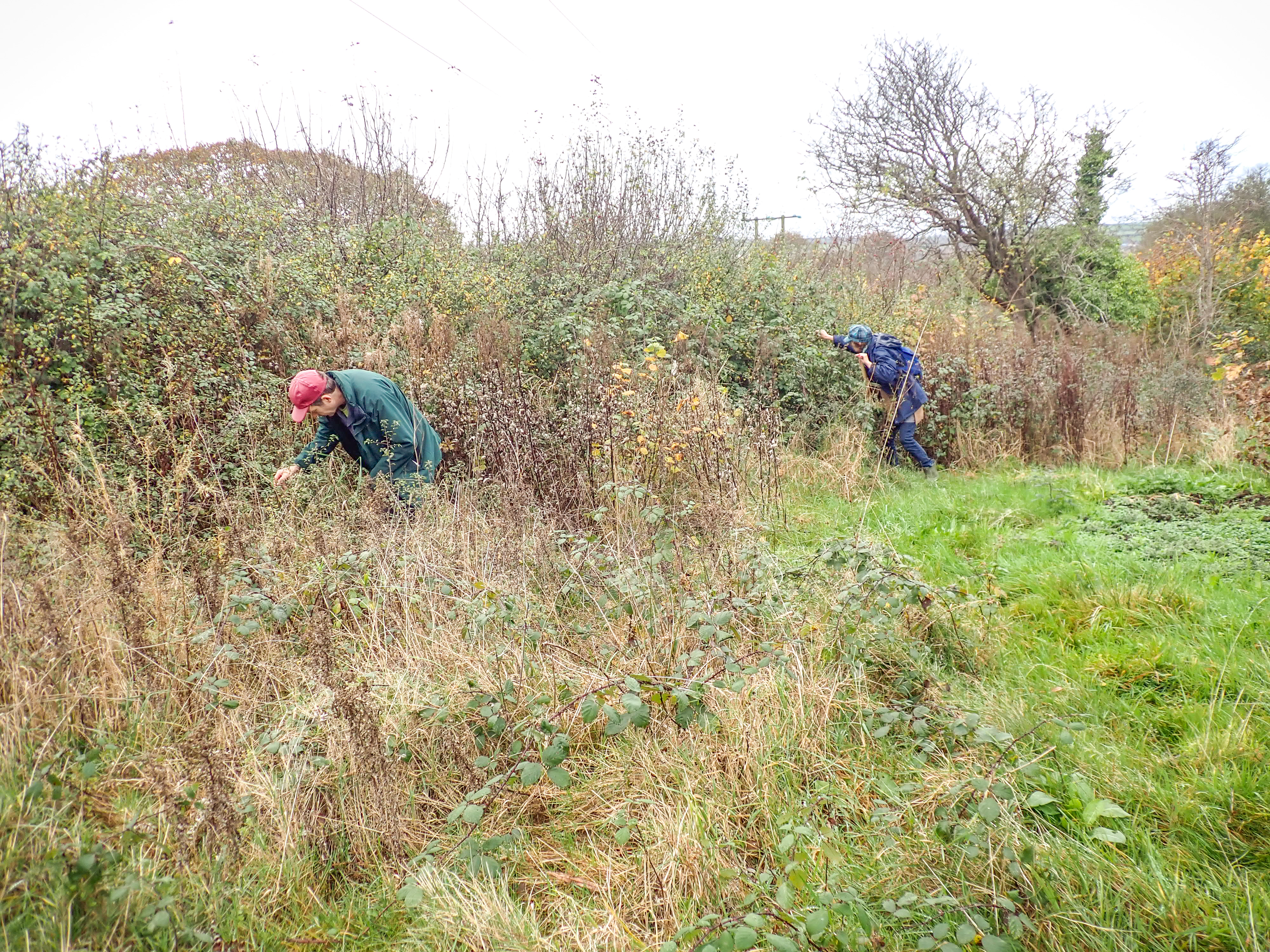 A scrubby hedgerow alongside a field, with two people in the mid distance bent over examining different spots for butterfly eggs