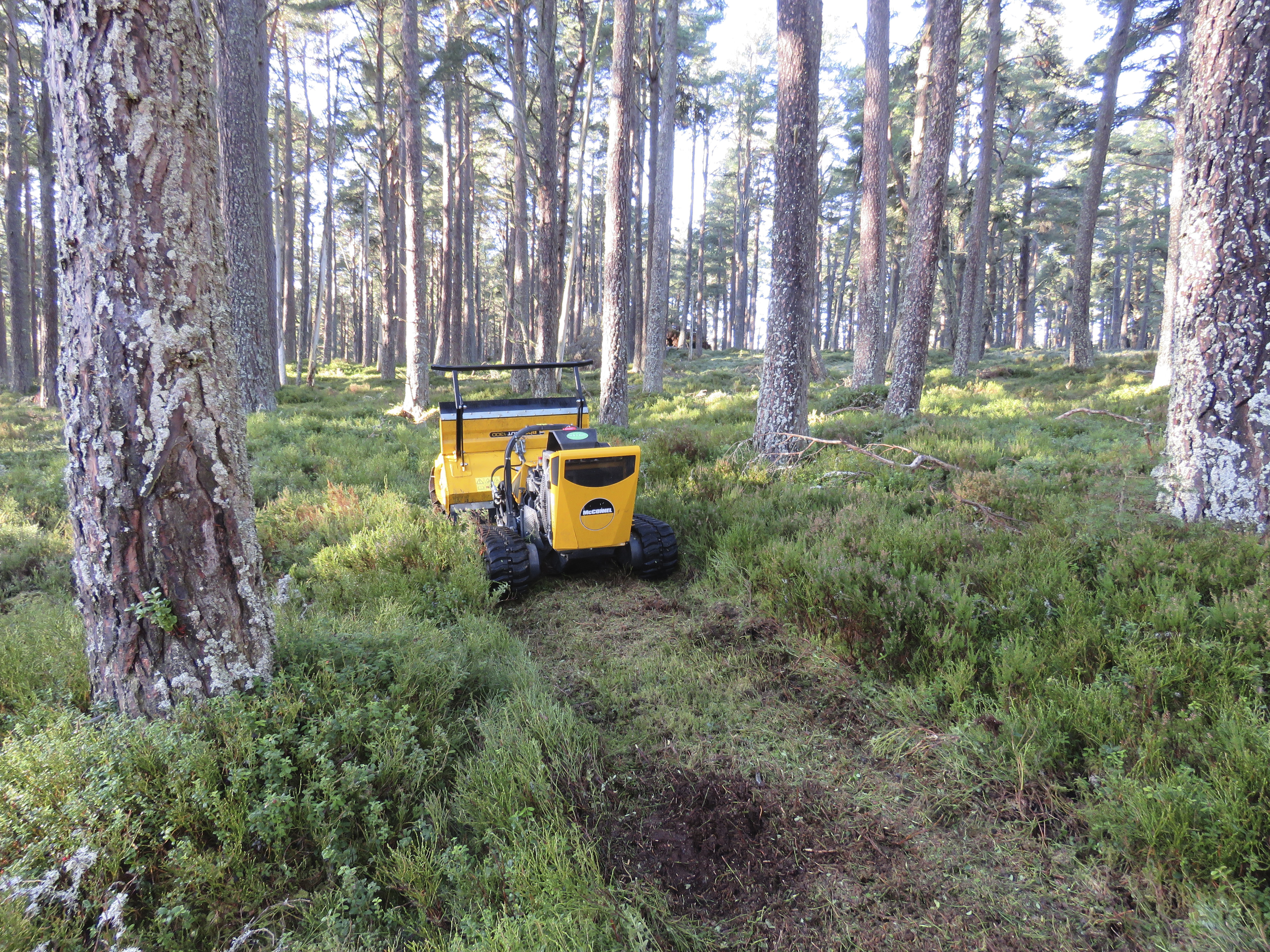 A remote-controlled mower is used to benefit the capercaillie at RSPB Abernethy Nature Reserve
