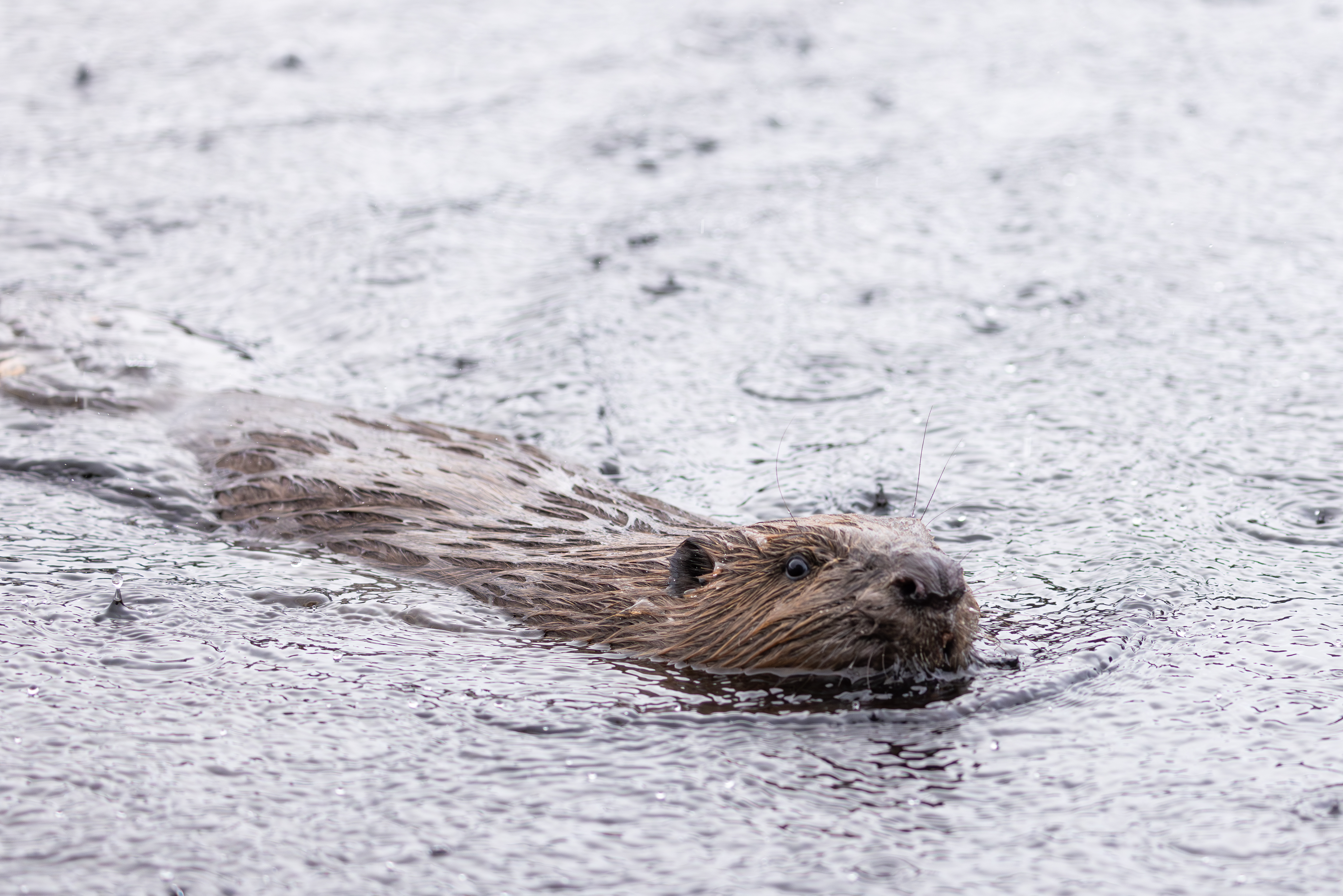 A beaver swimming