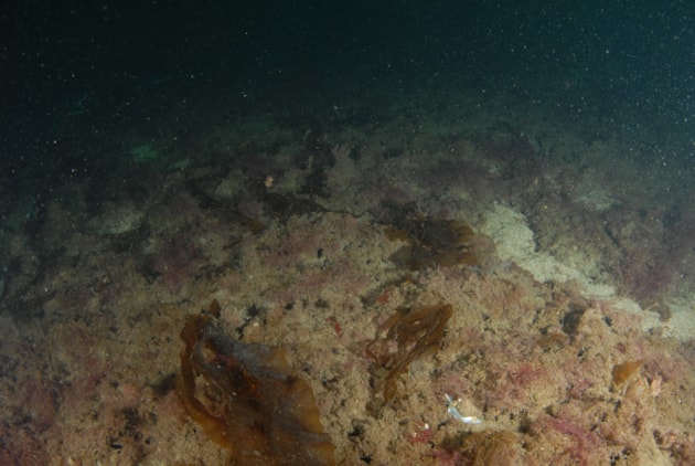 The seabed, showing flame shell beds