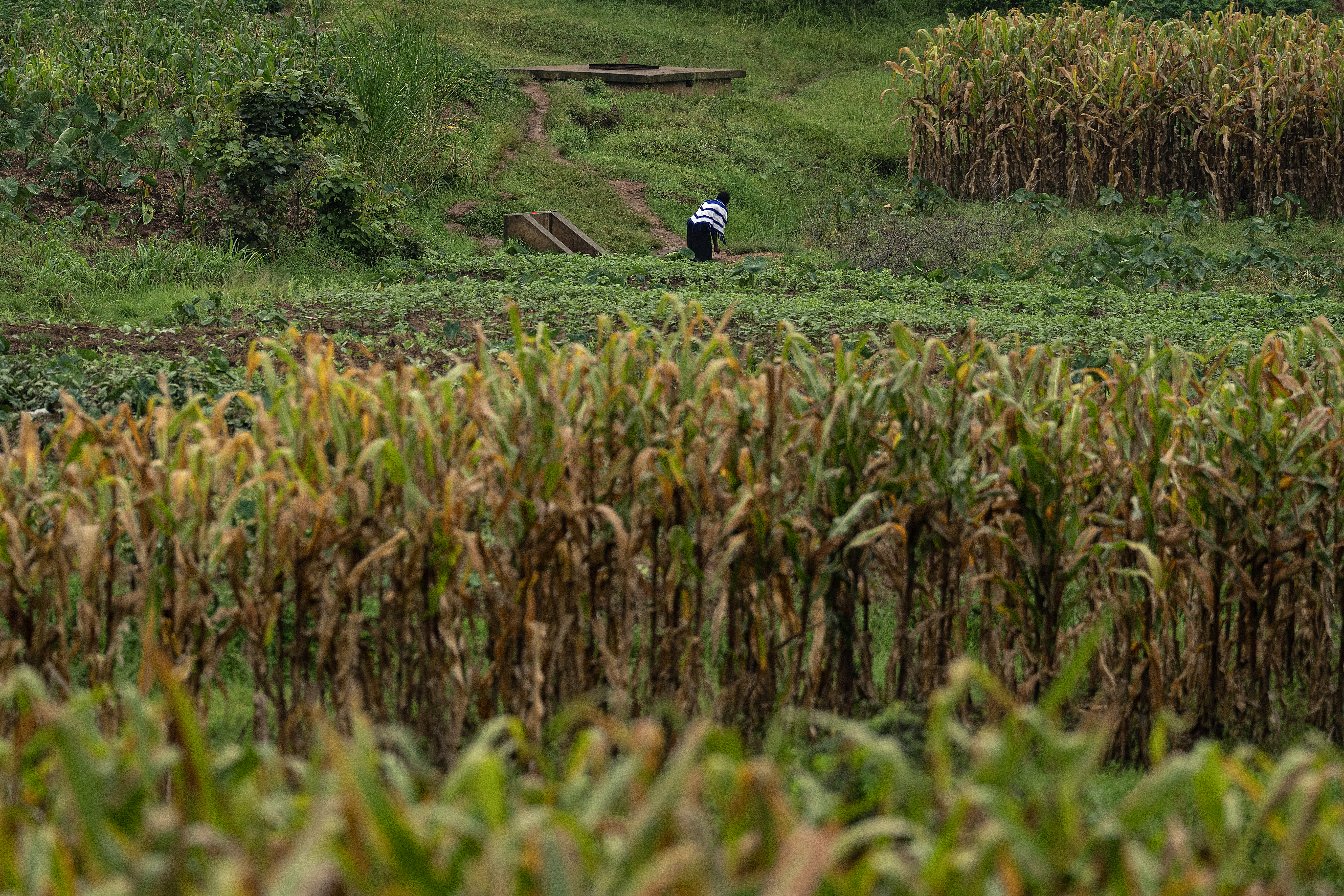 A person tends to crops in the Karongi District of Rwanda