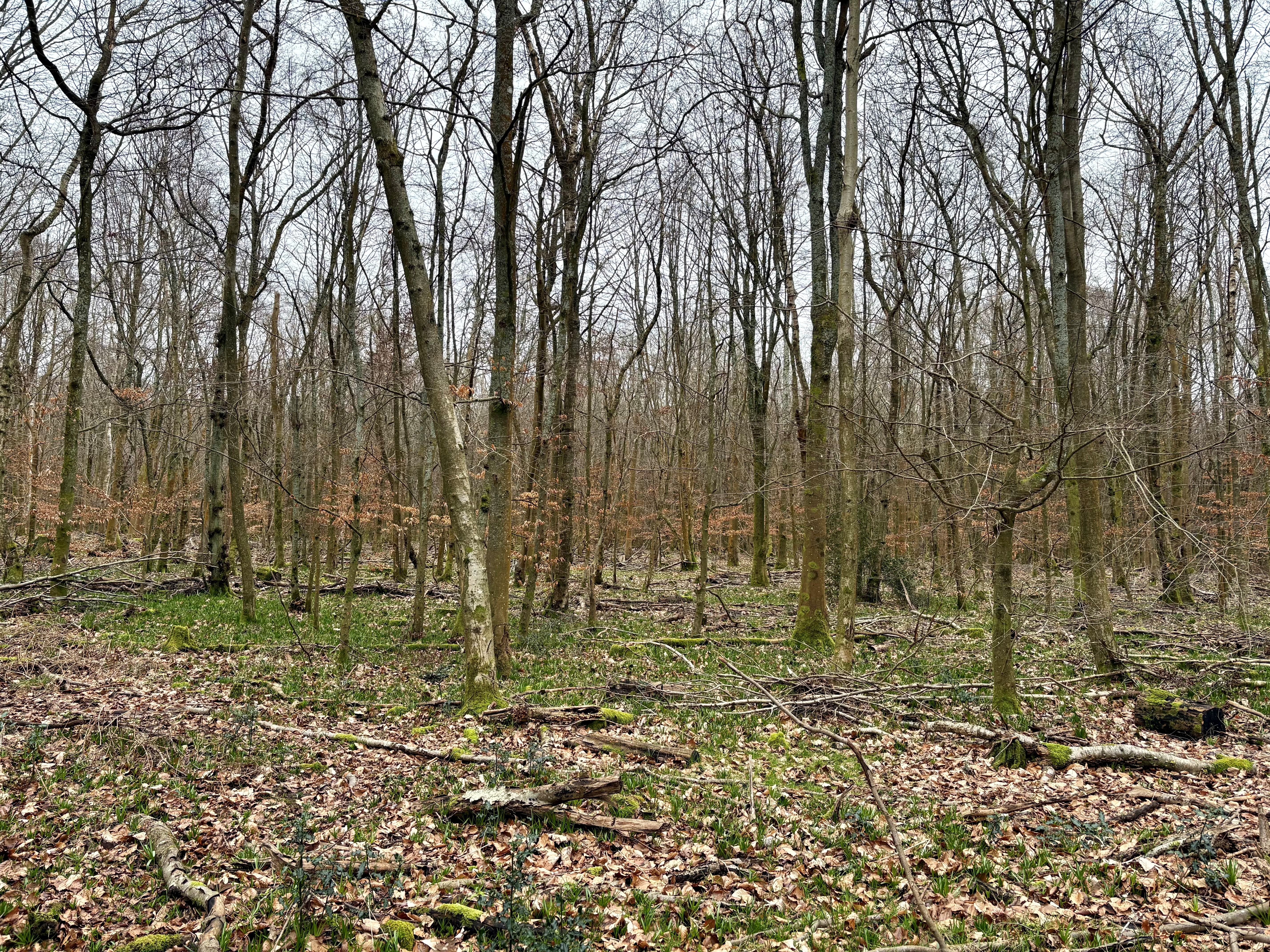 Penn Wood in early spring, with the pale green of bluebell leaves on the forest floor below young trees