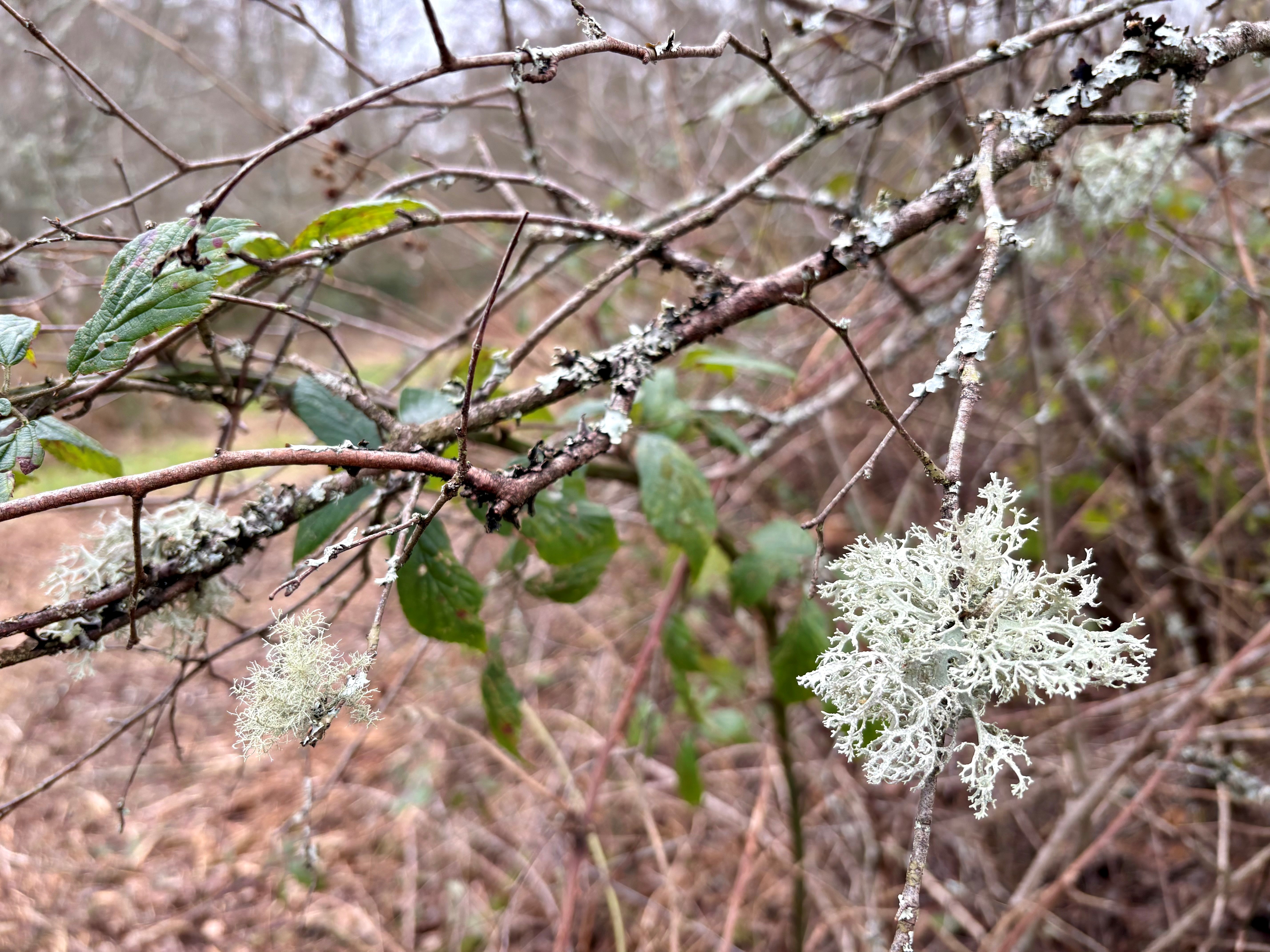 A tuft of lichen on a tree branch in woodland