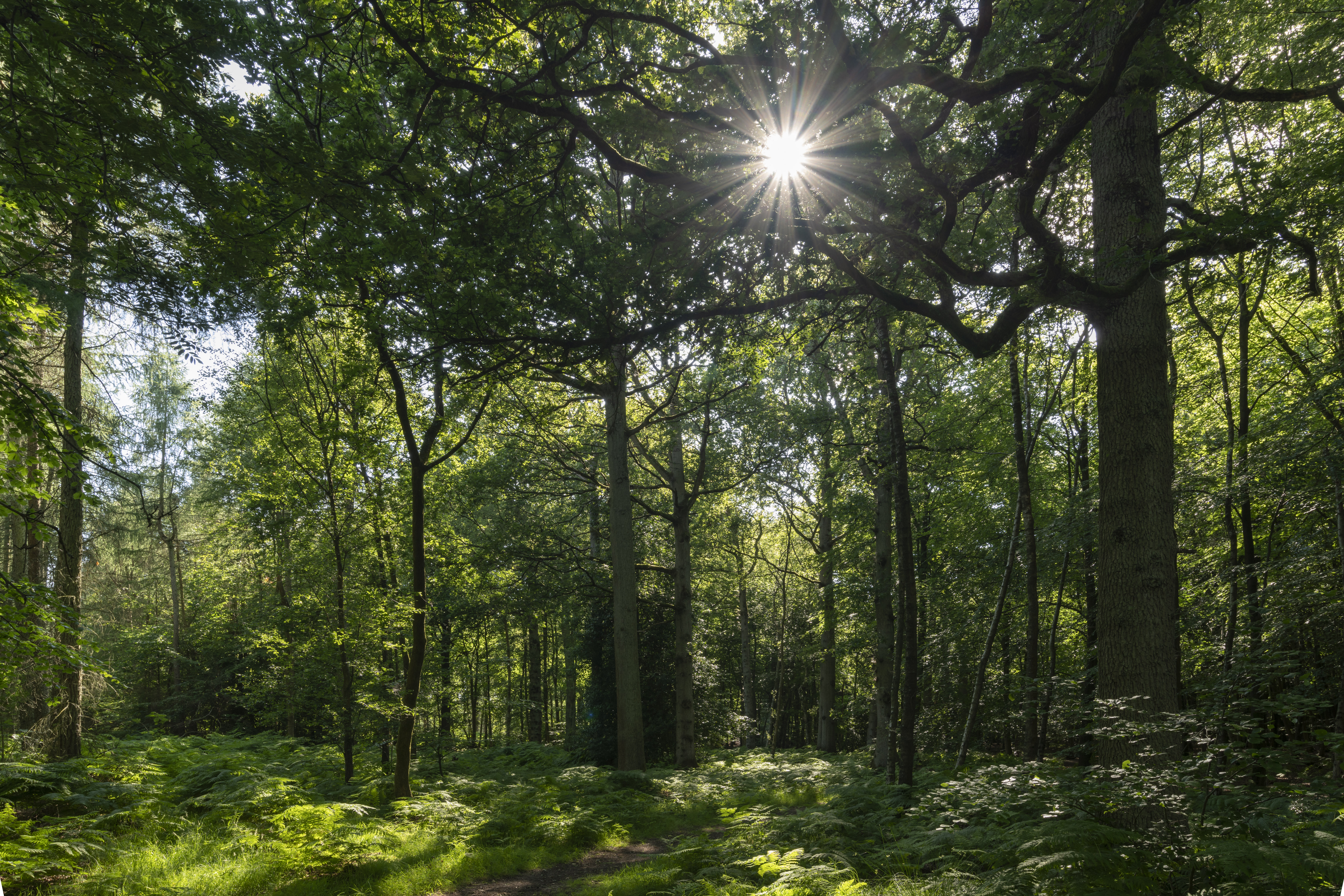 A rich green woodland with the sun shining through the trees in summer
