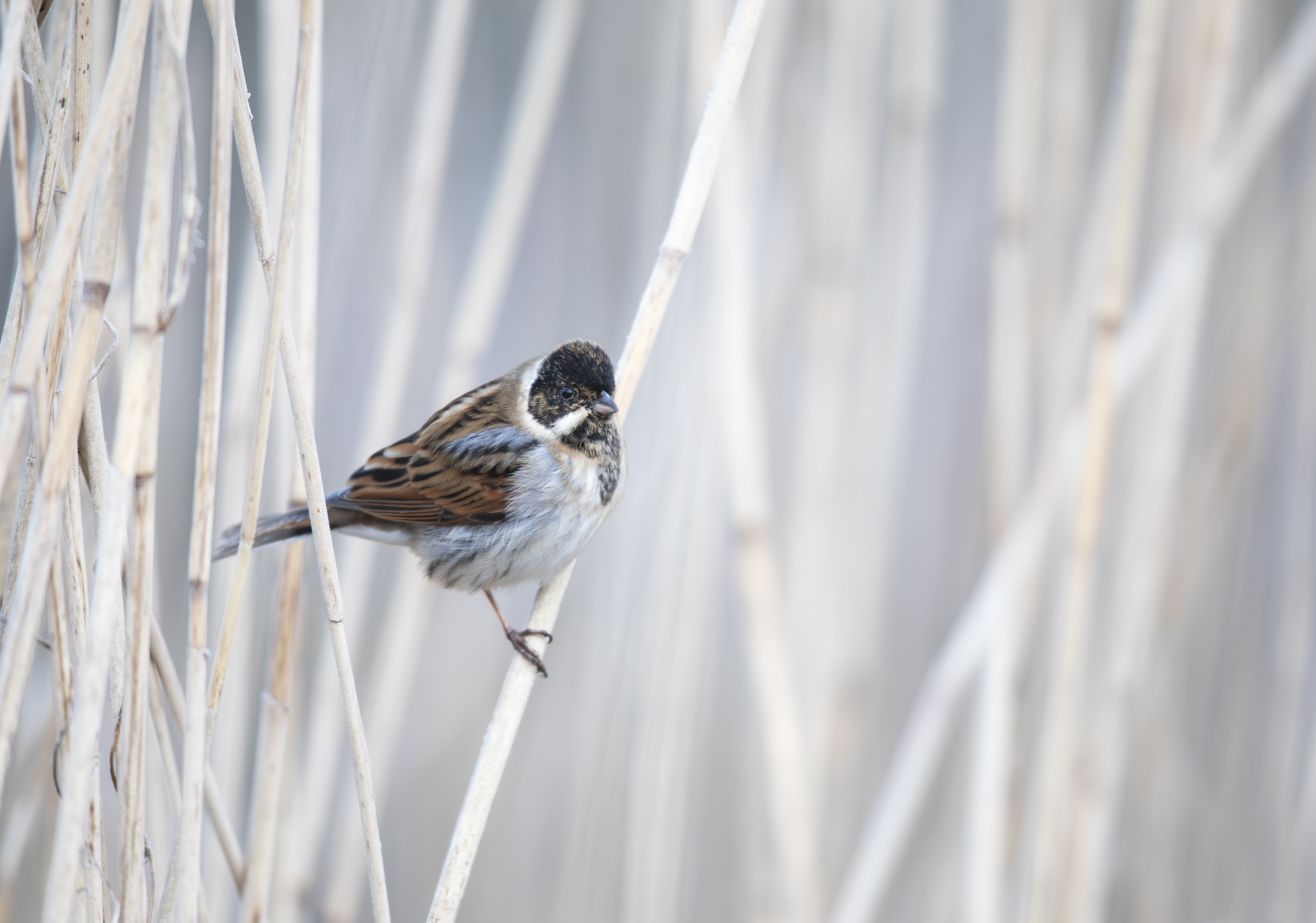 A reed bunting perched on a reed stem, surrounded by other reed stems in the background
