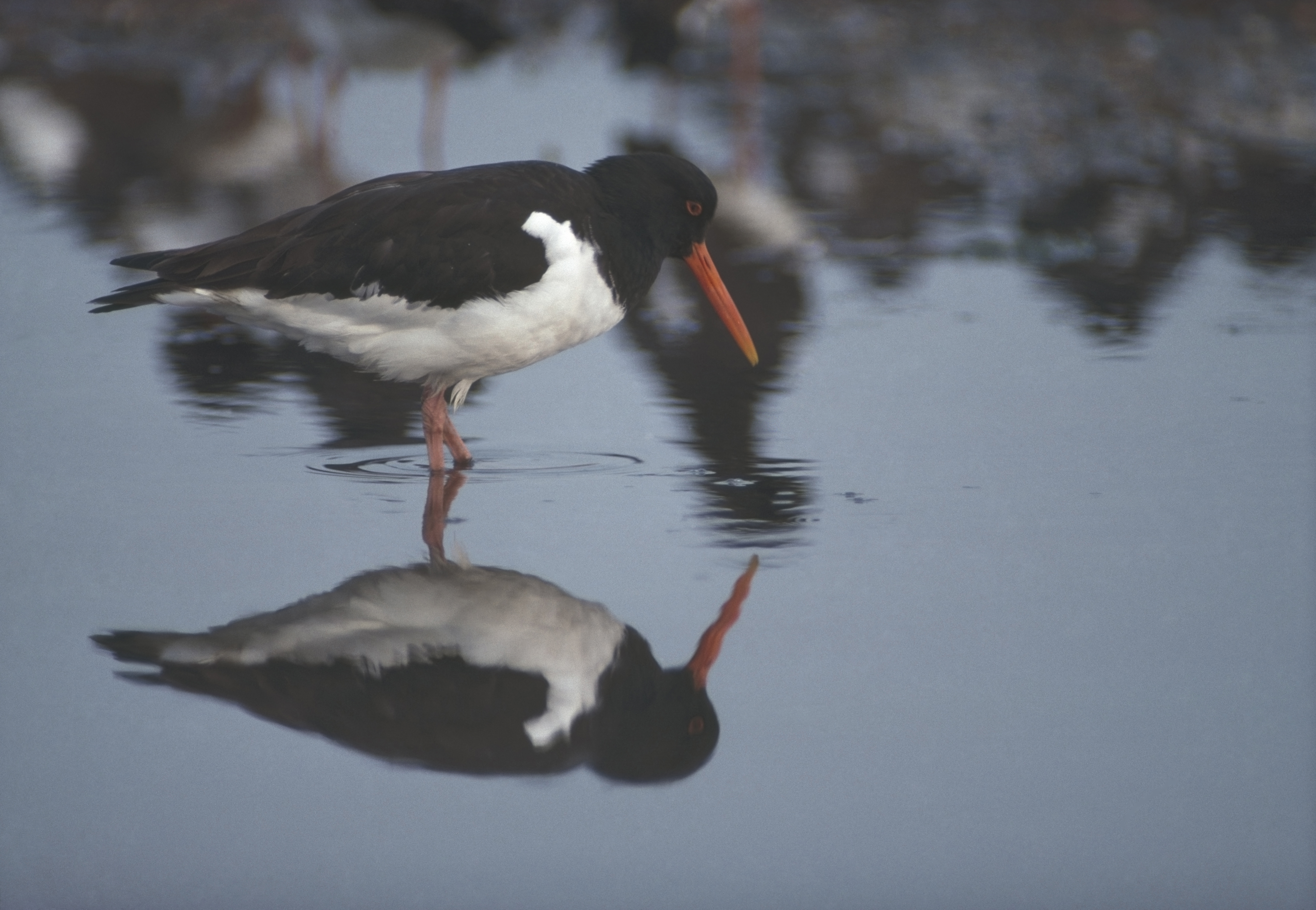 An black-and-white oystercatcher wades through water, with its reflection below