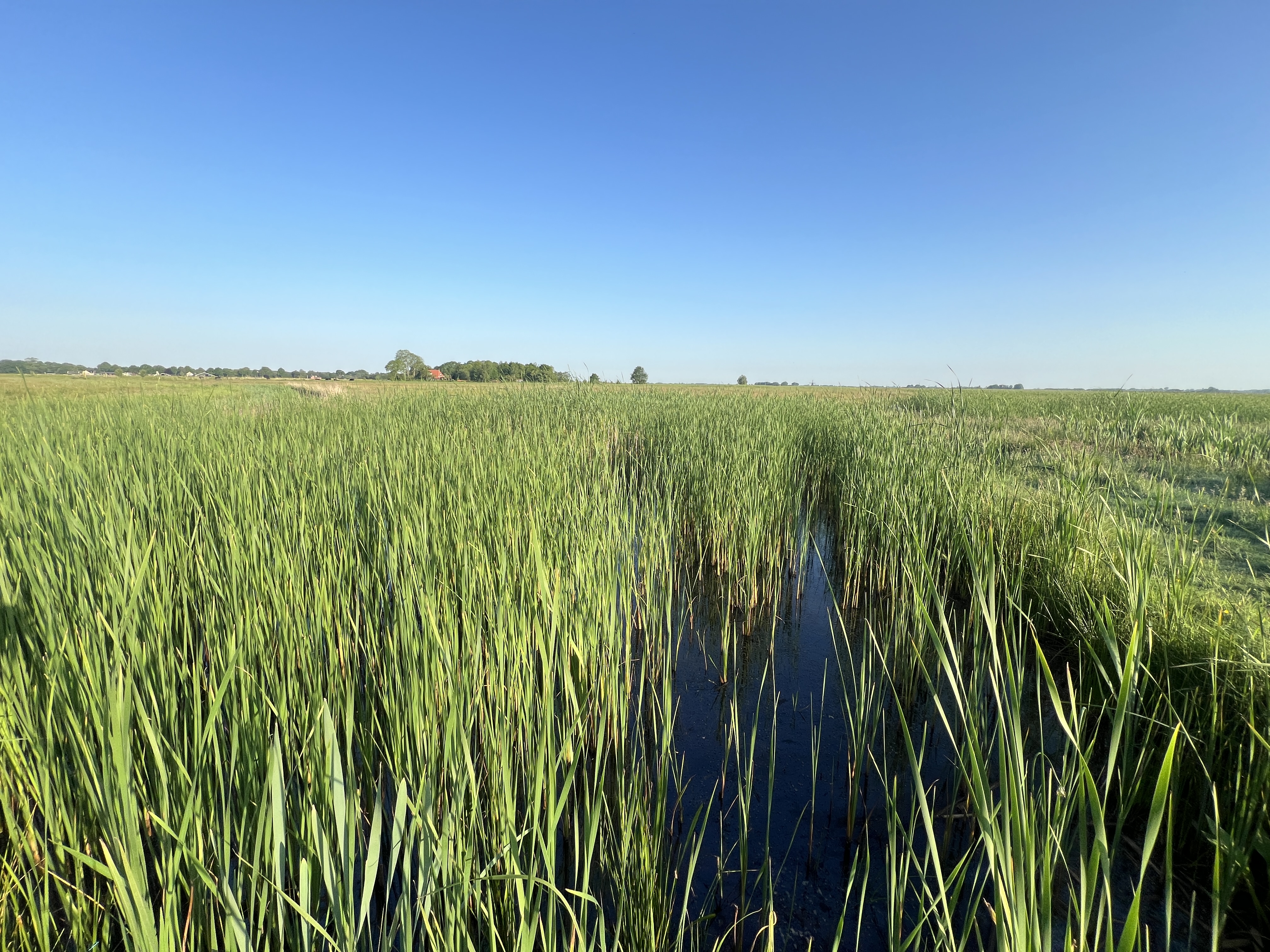 Green bulrush growing in water at a paludiculture site stretching away into the distance under a blue sky