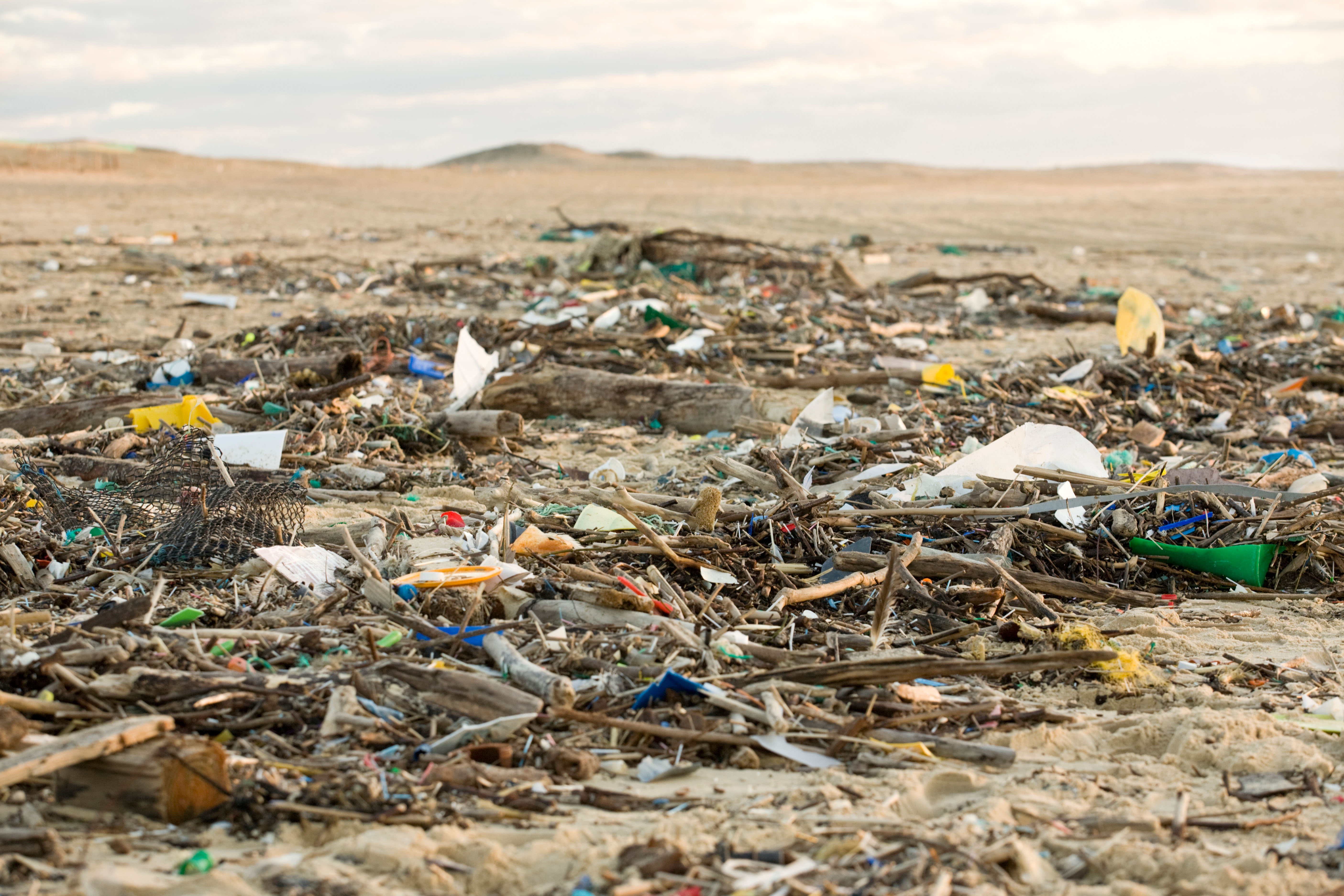Litter in amongst driftwood on a beach